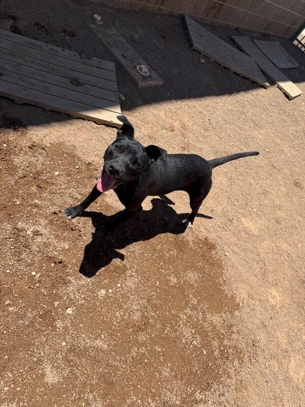 Salina, a Adoptable Mixed Breed in Hobbs, NM image 4/6
