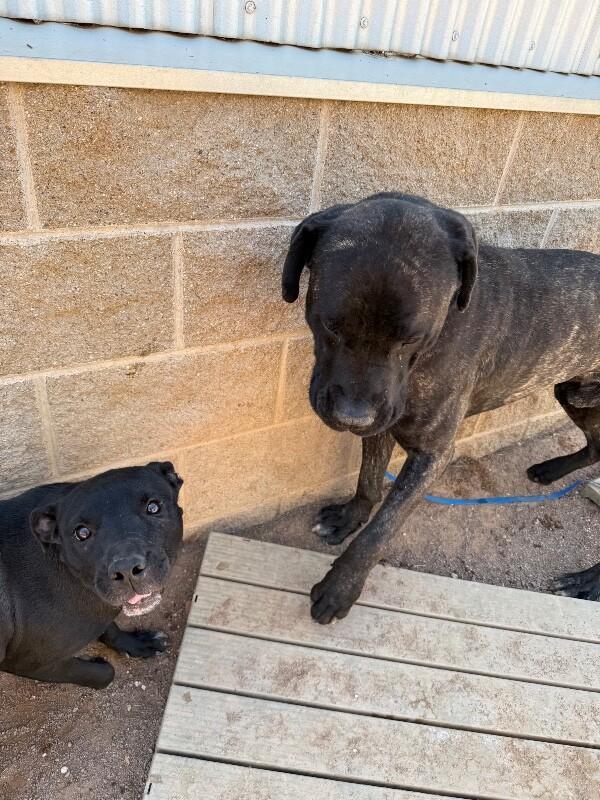 Salina, a Adoptable Mixed Breed in Hobbs, NM image 5/6