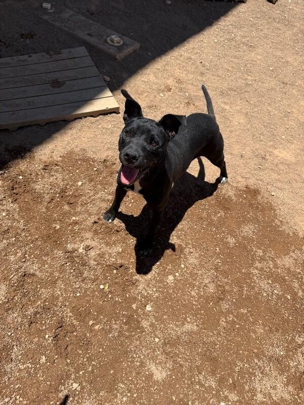 Salina, a Adoptable Mixed Breed in Hobbs, NM image 6/6