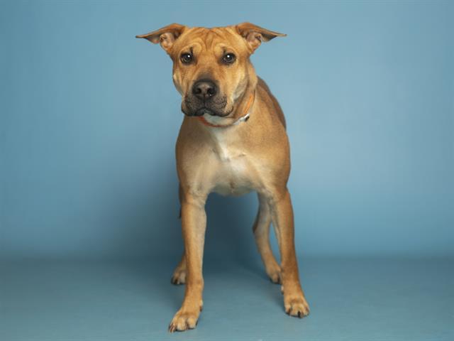 VANNAH, Adoptable, Adult Female Shar-Pei.