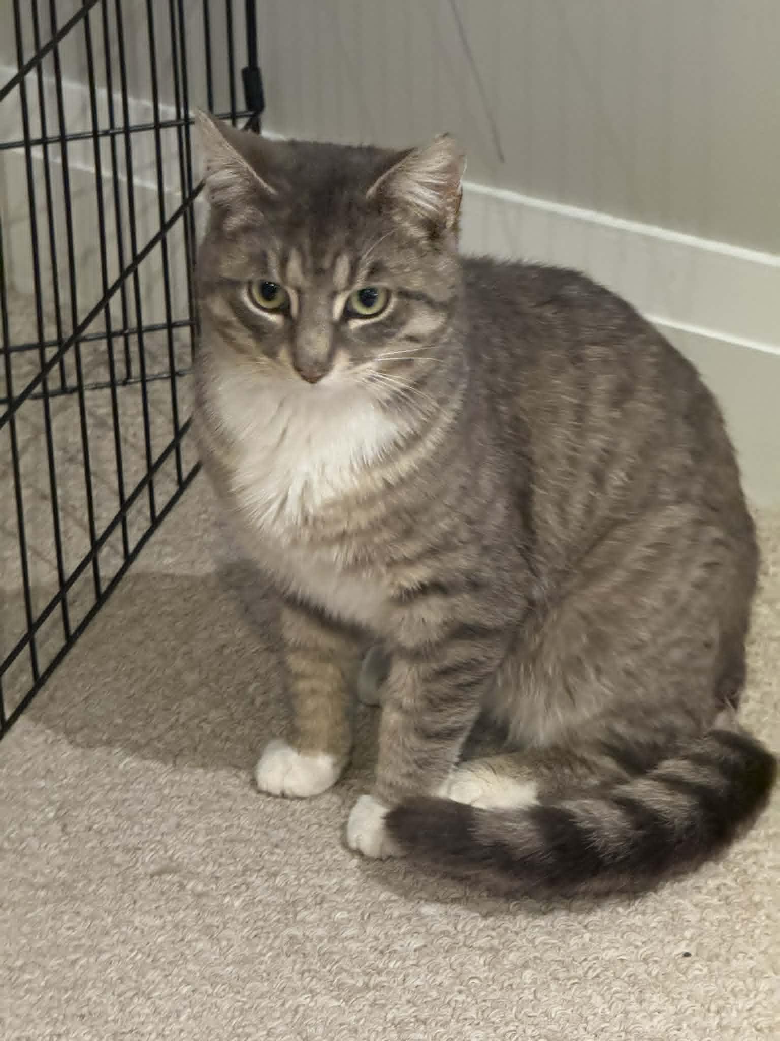 Henry, a Adoptable Tabby in Orleans, ON image 1/3