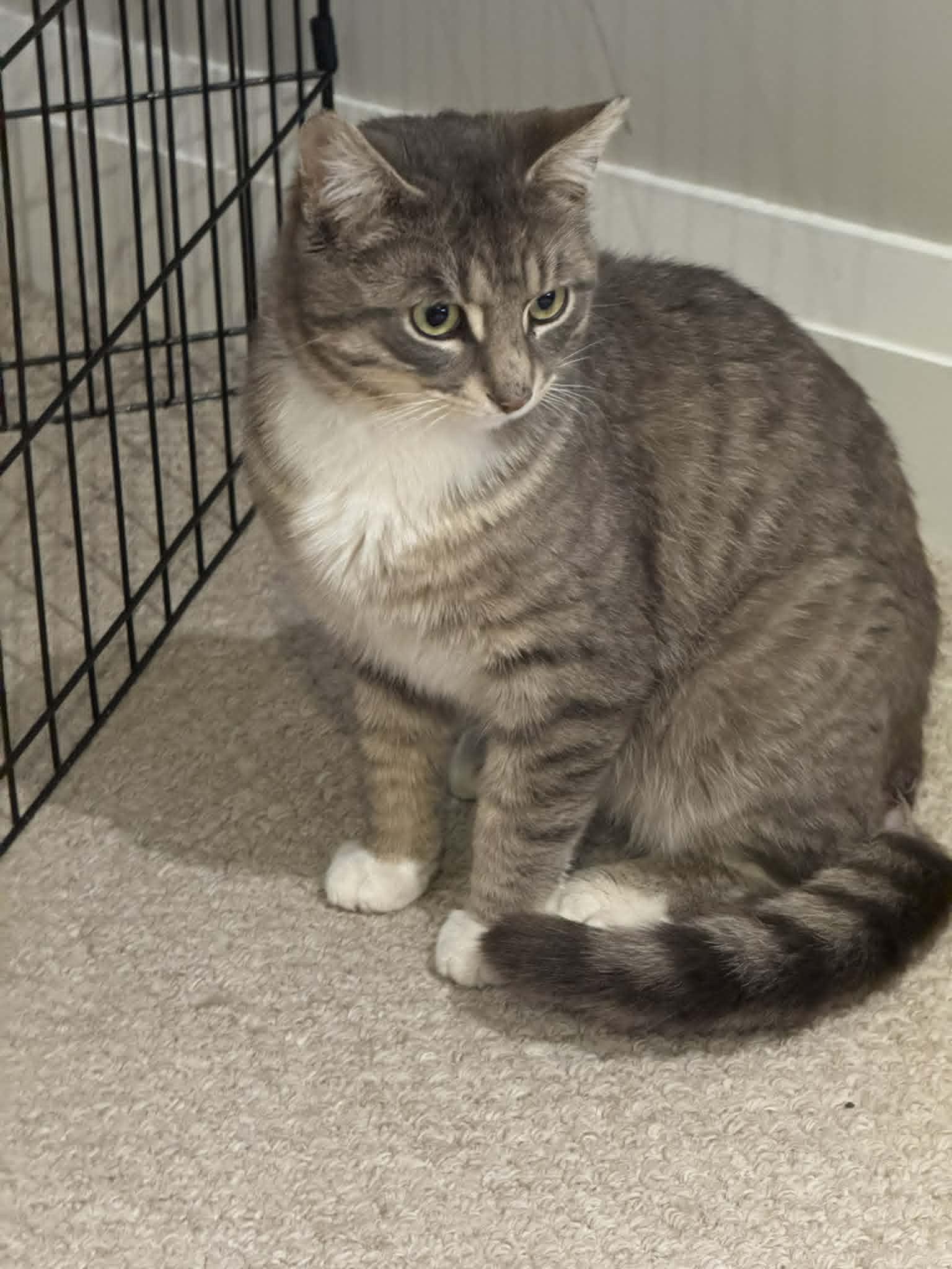 Henry, a Adoptable Tabby in Orleans, ON image 2/3