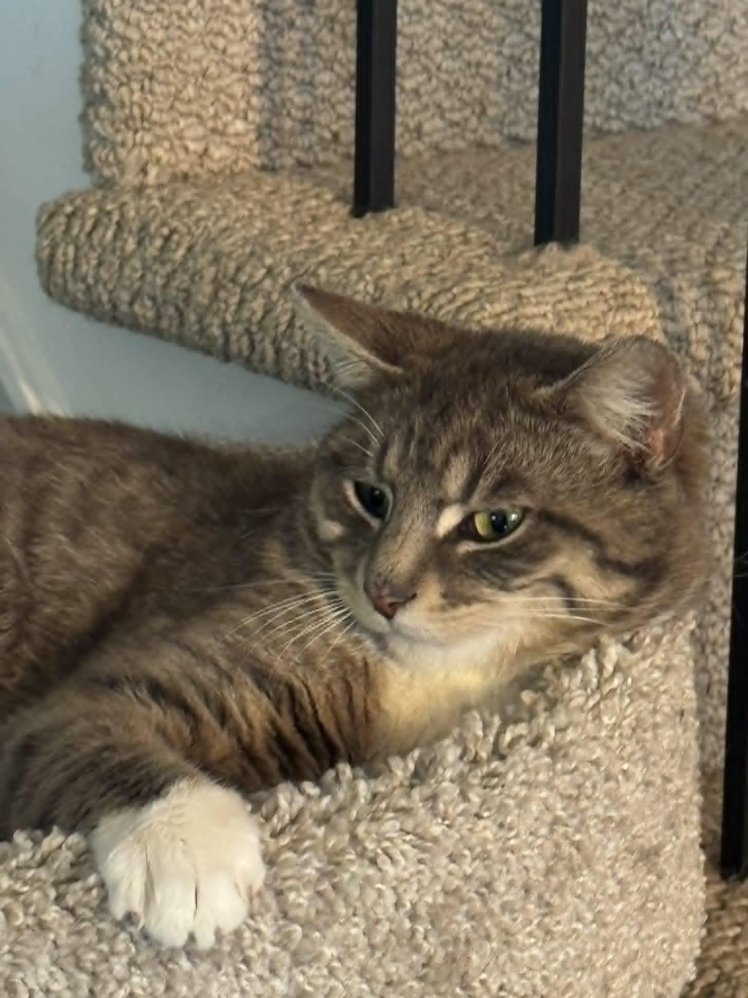 Henry, a Adoptable Tabby in Orleans, ON image 3/3