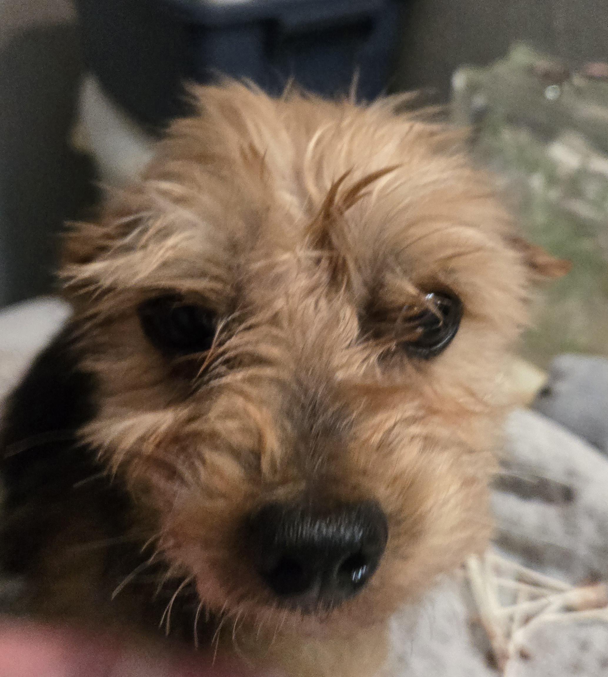 Enlarge Ben. ADOPTED, a Adoptable Yorkshire Terrier in Union Grove, WI image 3/4