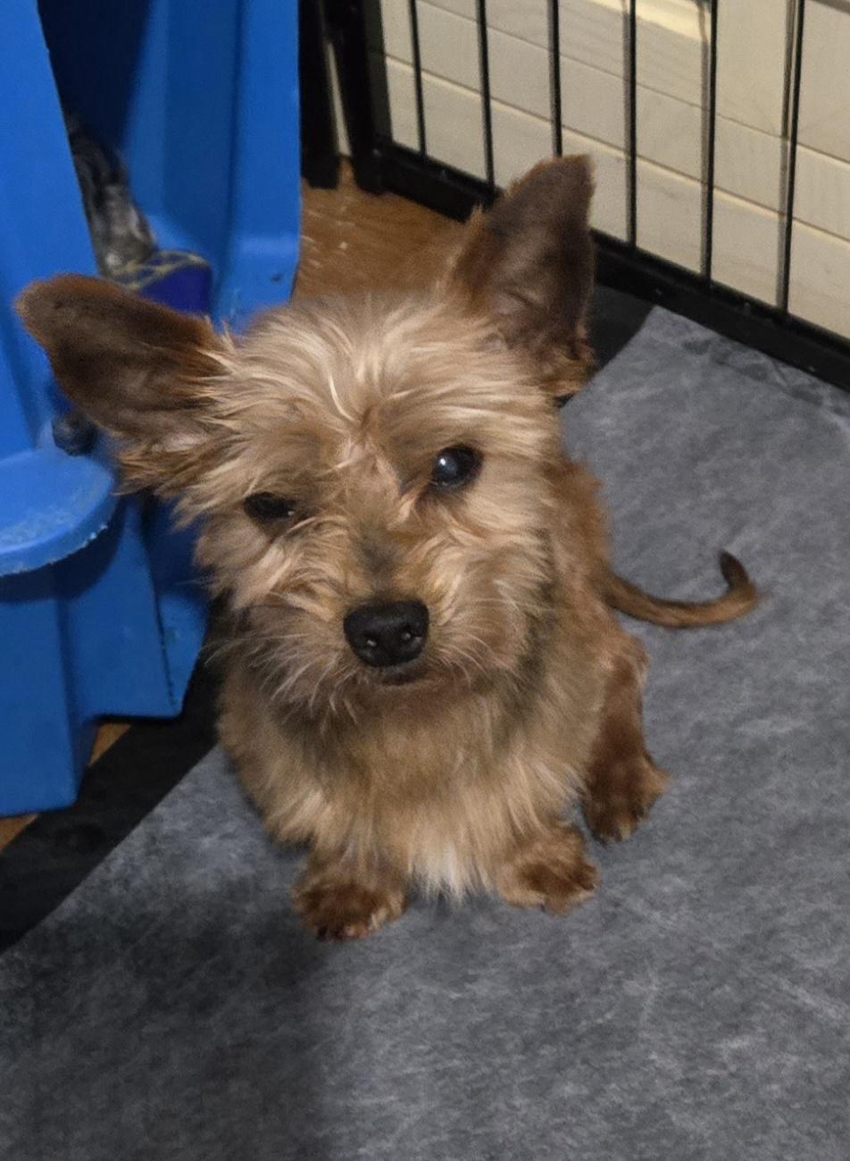 Enlarge Ben. ADOPTED, a Adoptable Yorkshire Terrier in Union Grove, WI image 4/4