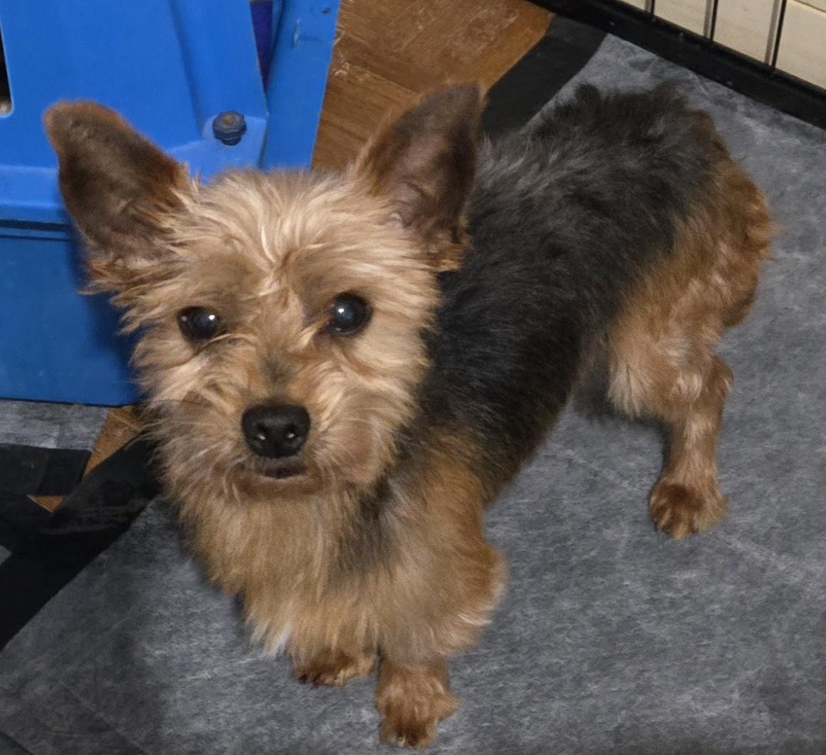 Enlarge Ben. ADOPTED, a Adoptable Yorkshire Terrier in Union Grove, WI image 1/4