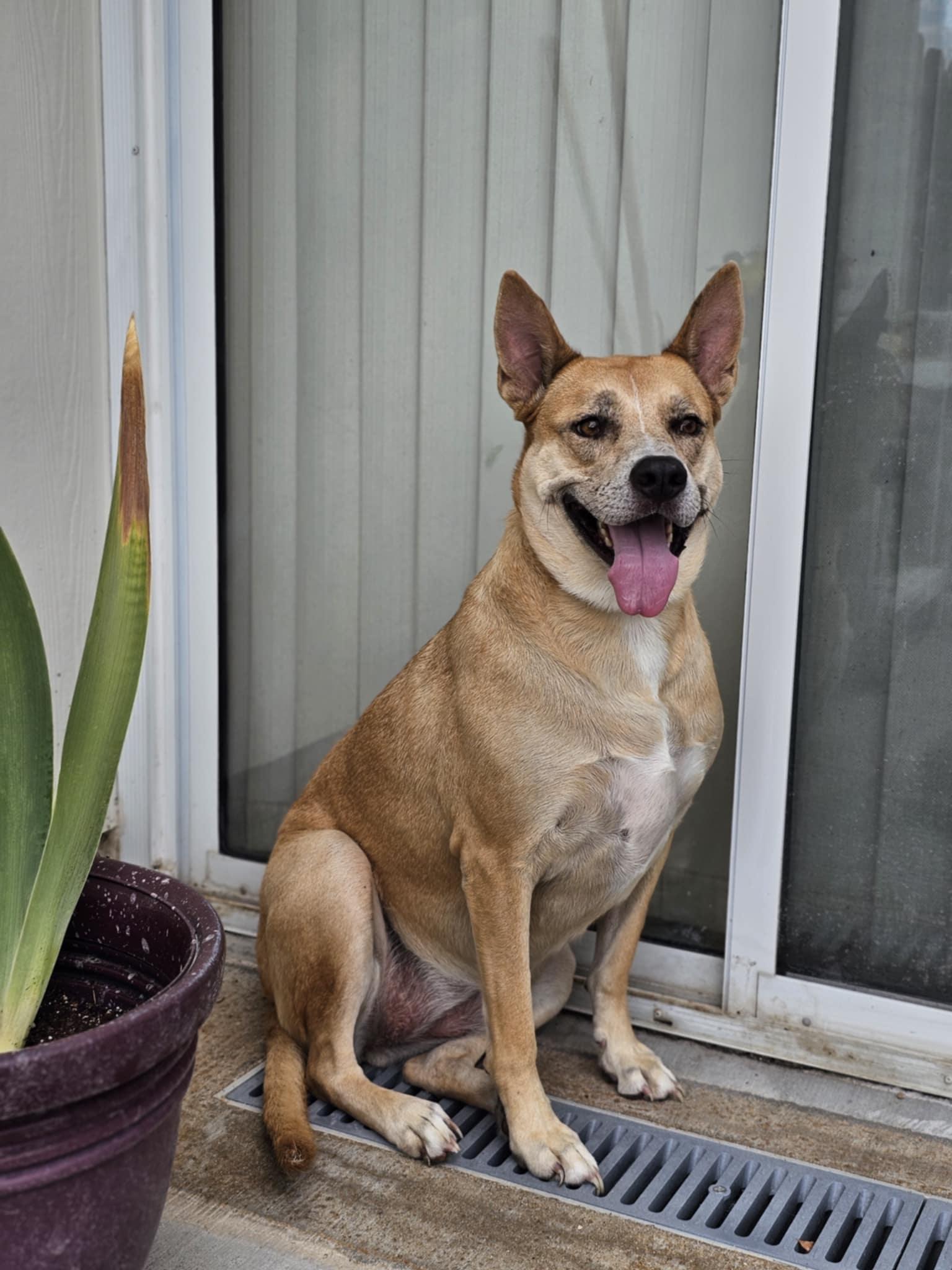 Enlarge Miss Josey Joe - DIAMOND DOG, a Adoptable mixed breed in McKinney, TX image 3/3