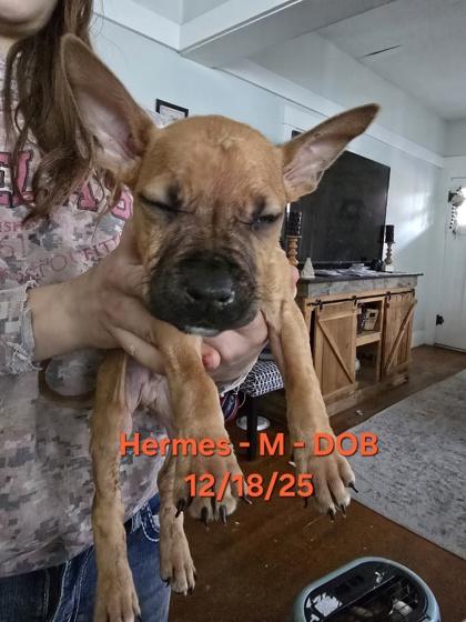 Enlarge Hermes, a Adoptable mixed breed in Klamath Falls, OR image 1/1
