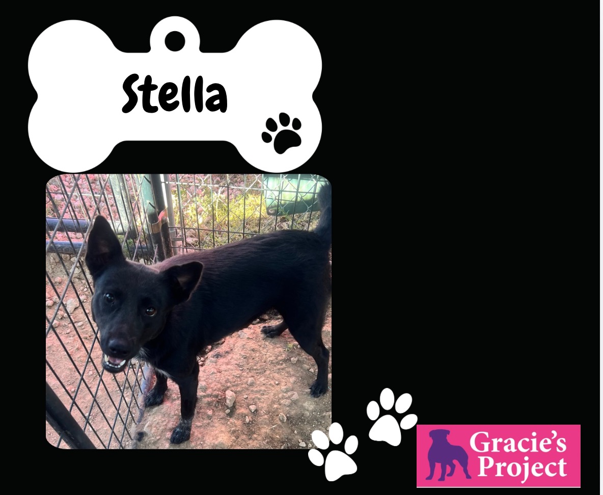 Stella, Adult Female Border Collie