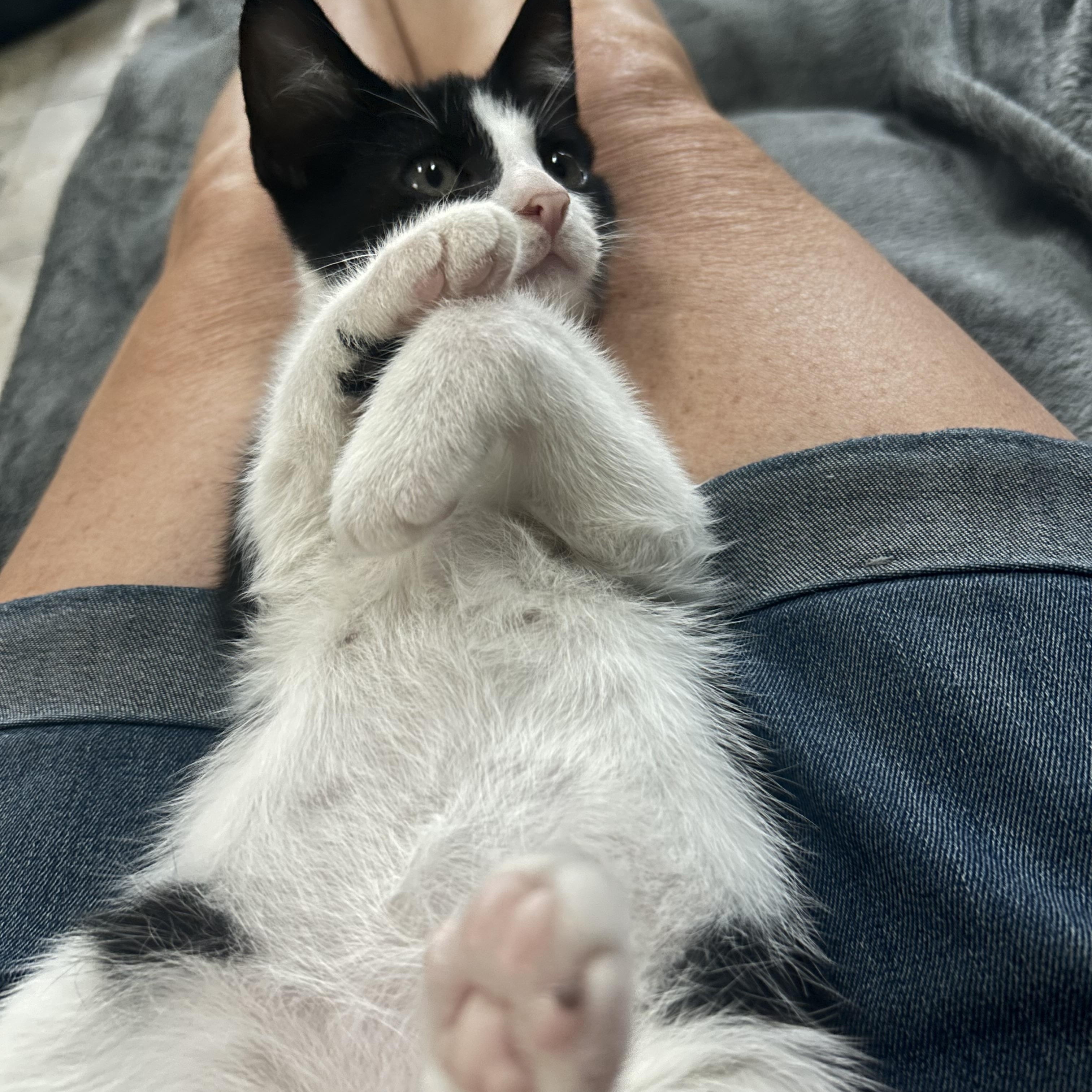 Sebastian ( lap kitty)), an adopted mixed breed in Macomb, MI image 4/6