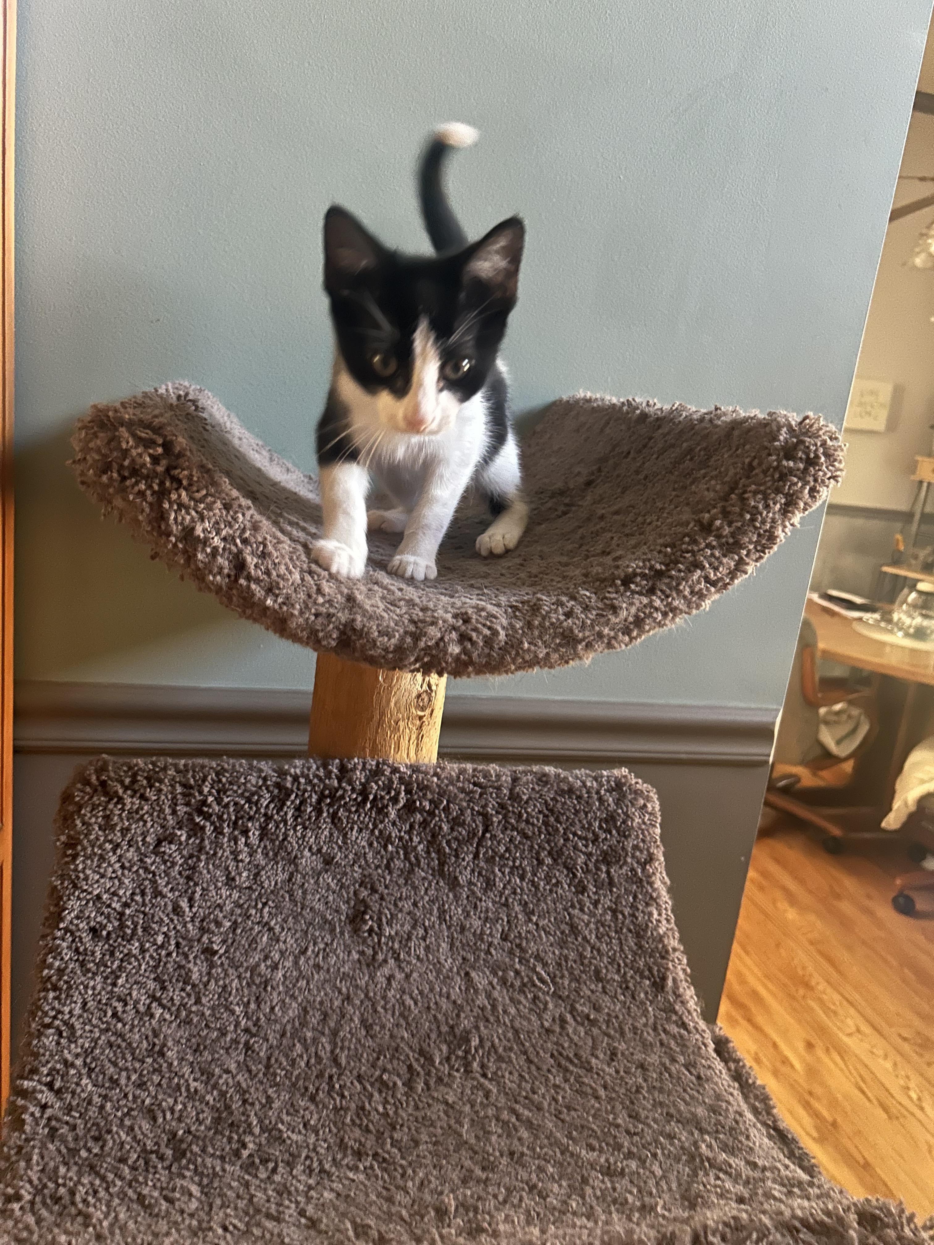 Sebastian ( lap kitty)), an adopted mixed breed in Macomb, MI image 6/6