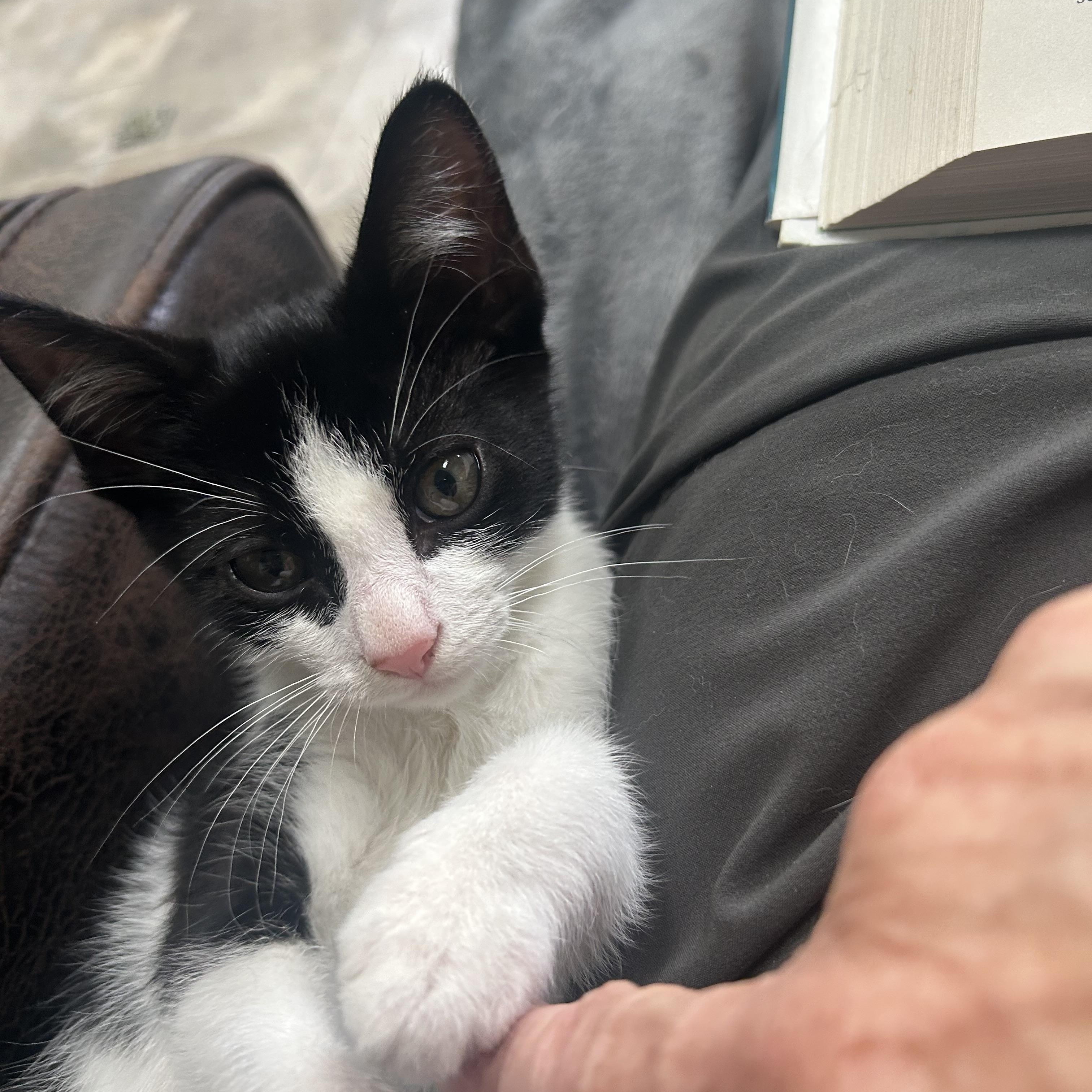 Sebastian ( lap kitty)), an adopted mixed breed in Macomb, MI image 2/6