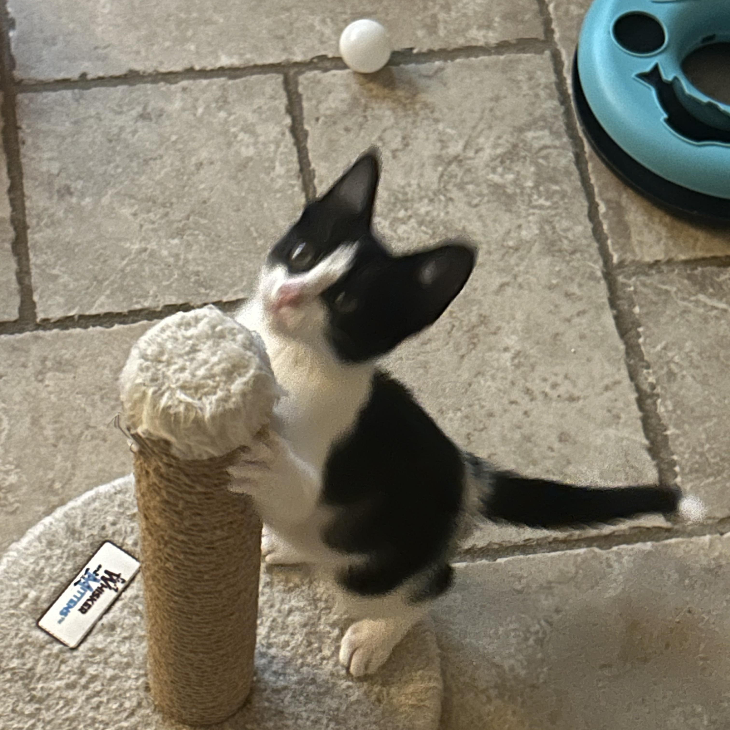 Sebastian ( lap kitty)), adopted, Kitten Male Domestic Short Hair.