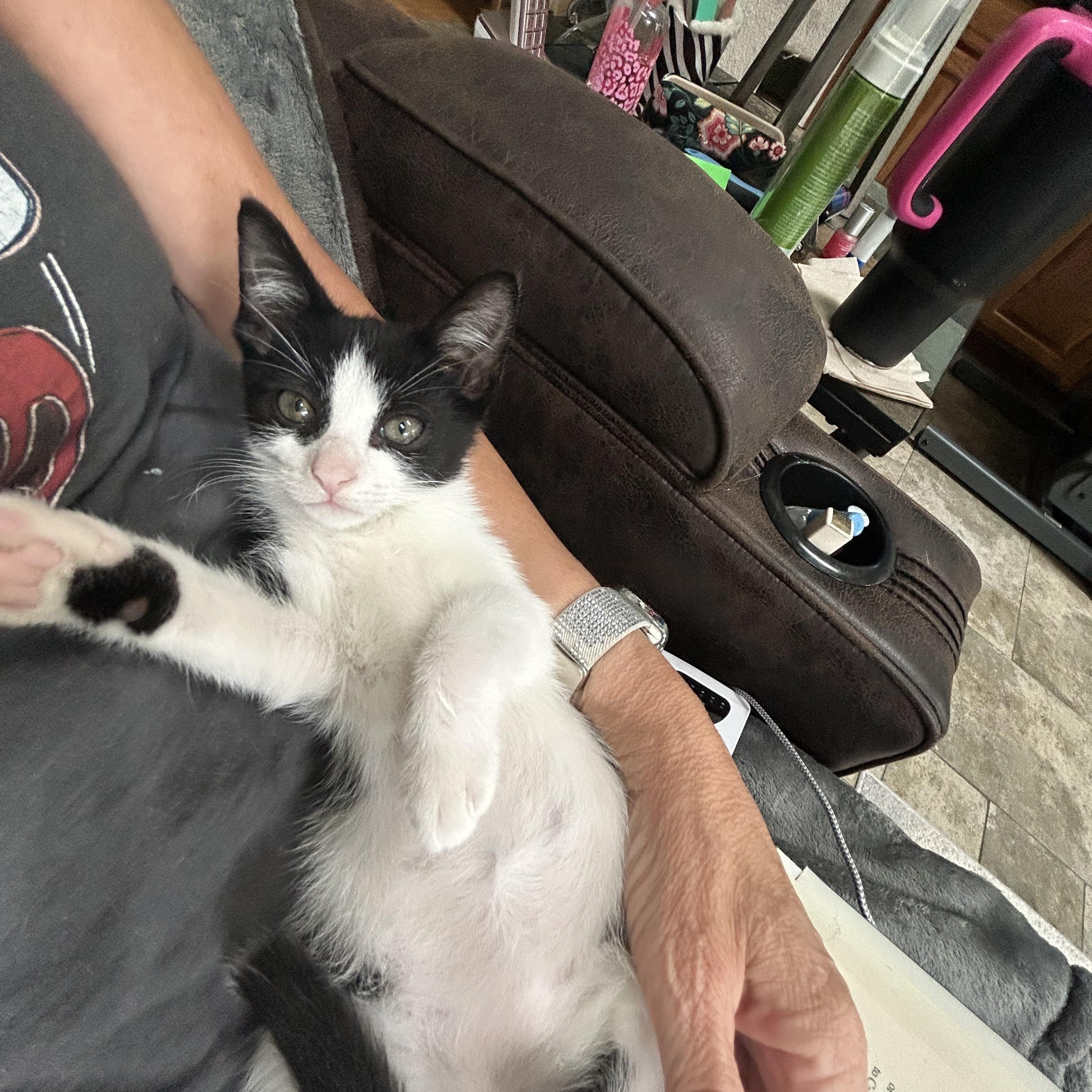 Sebastian ( lap kitty)), an adopted mixed breed in Macomb, MI image 3/6