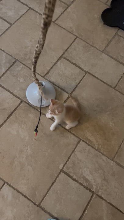 Enlarge Sebastian ( lap kitty)), an adopted mixed breed in Macomb, MI video 5/6