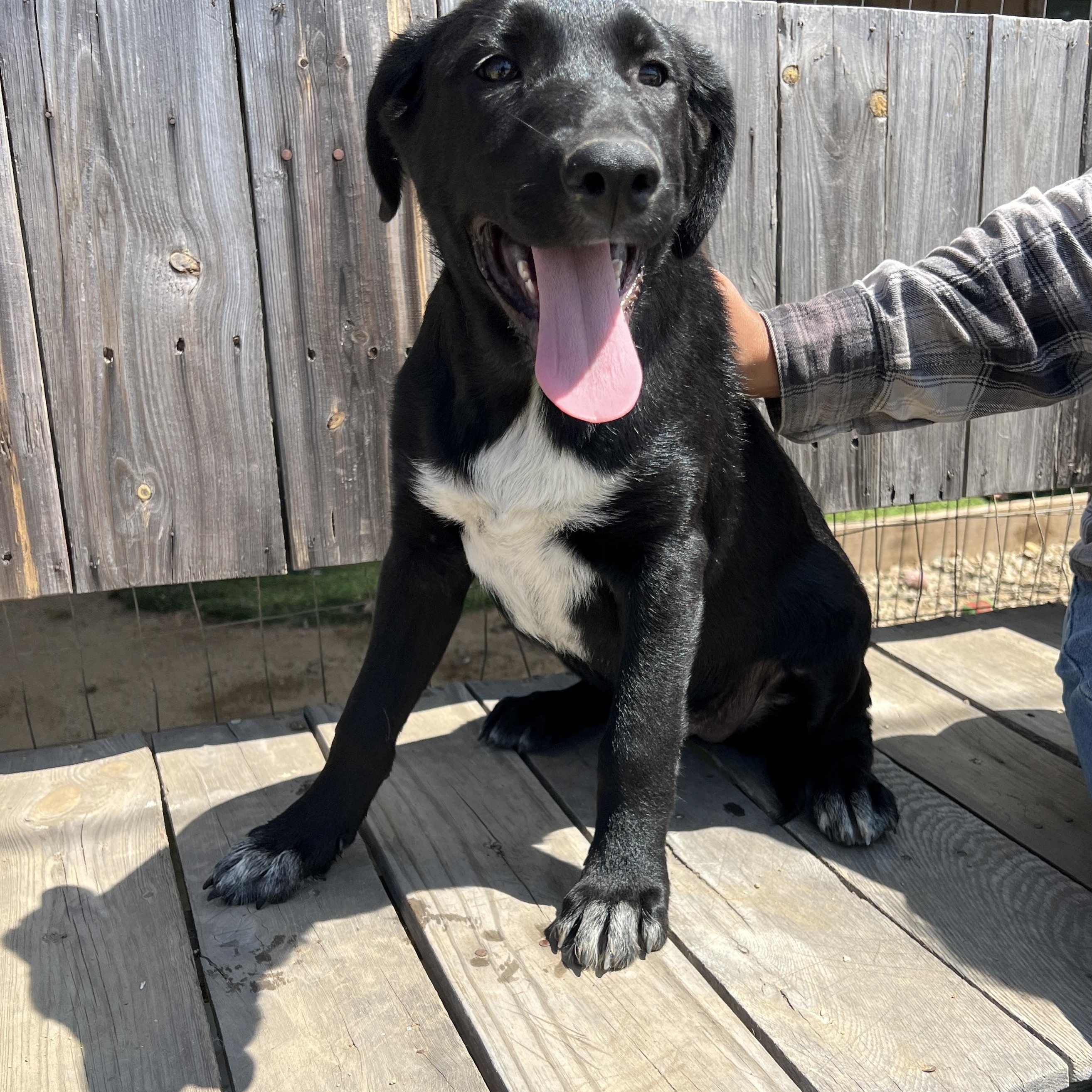 Enlarge Sadie Lou, a ADOPTABLE mixed breed in Escondido, CA image 2/3