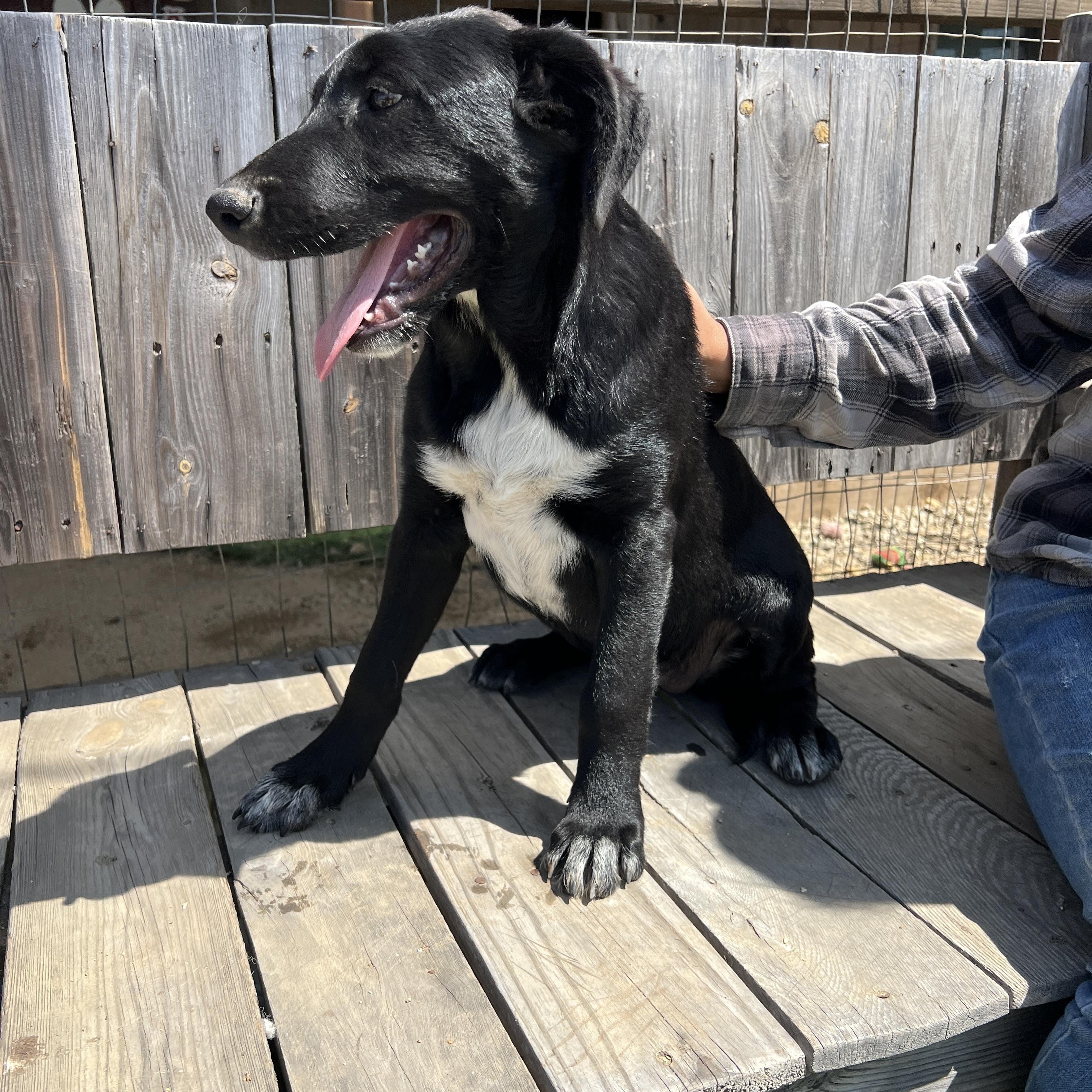 Enlarge Sadie Lou, a ADOPTABLE mixed breed in Escondido, CA image 3/3