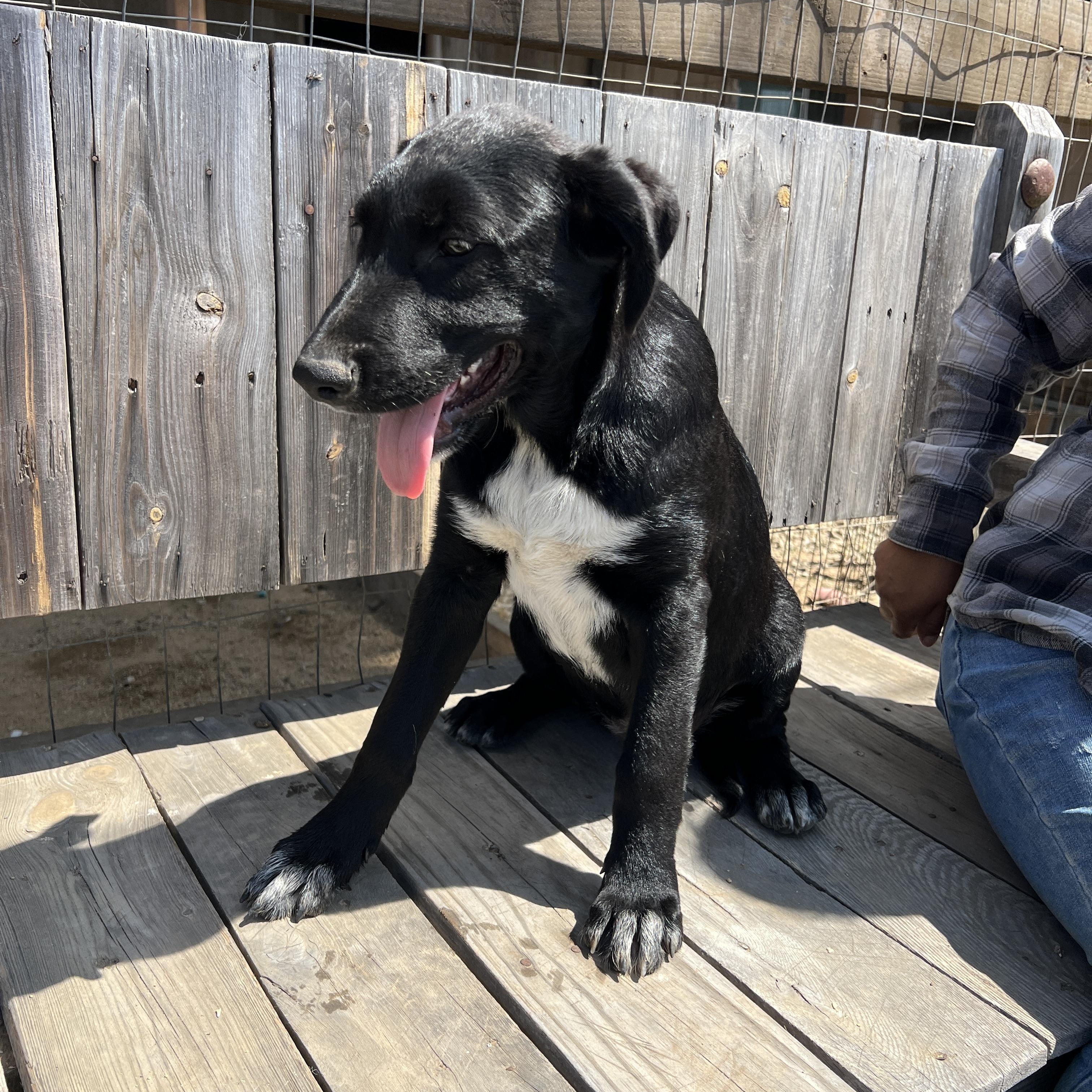 Sadie Lou, ADOPTABLE, Puppy Female Labrador Retriever & Border Collie.