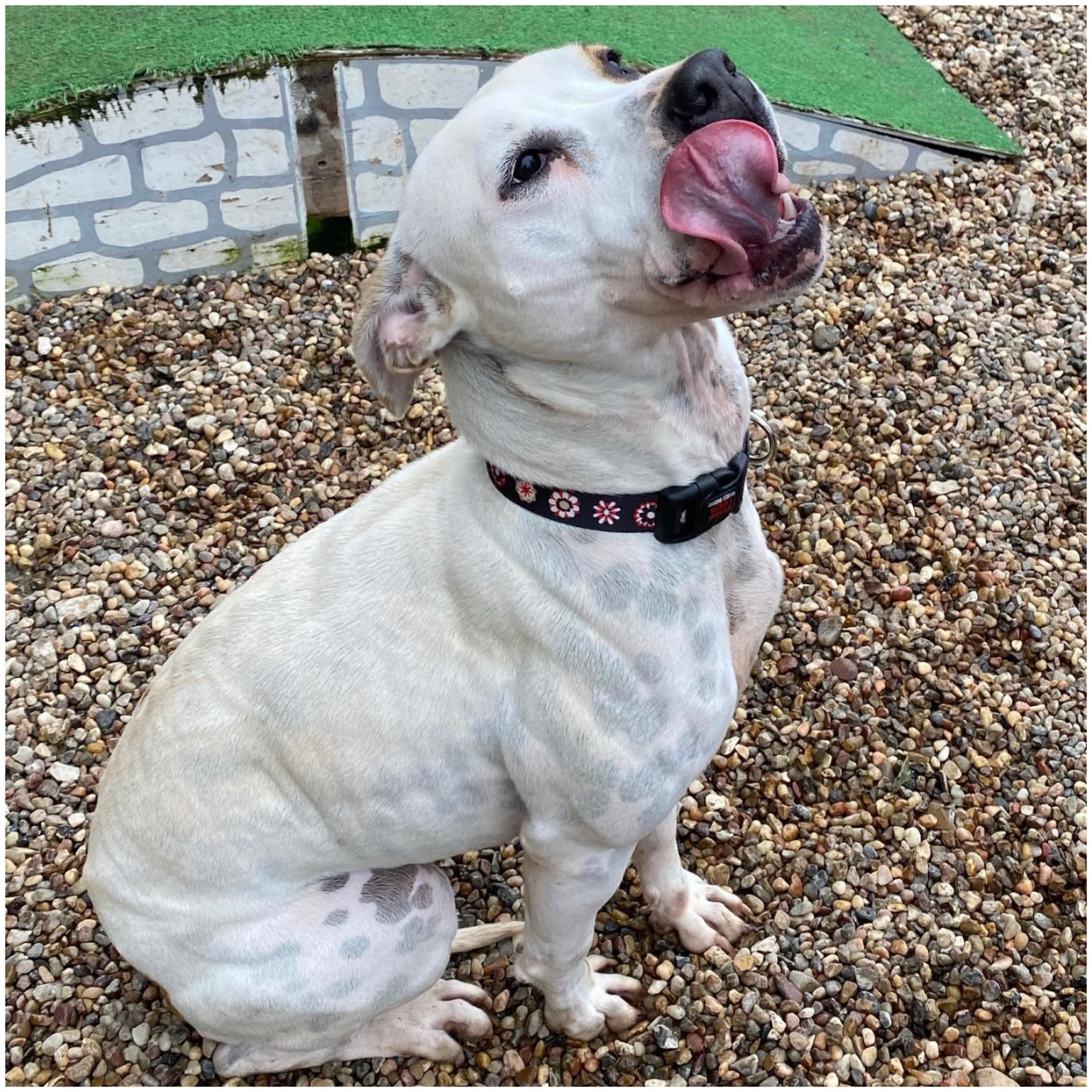 Enlarge Harper, a Adoptable mixed breed in Staunton, VA image 2/6