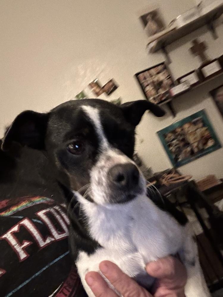 Dottie, Adoptable, Adult Female Boston Terrier & Chihuahua.