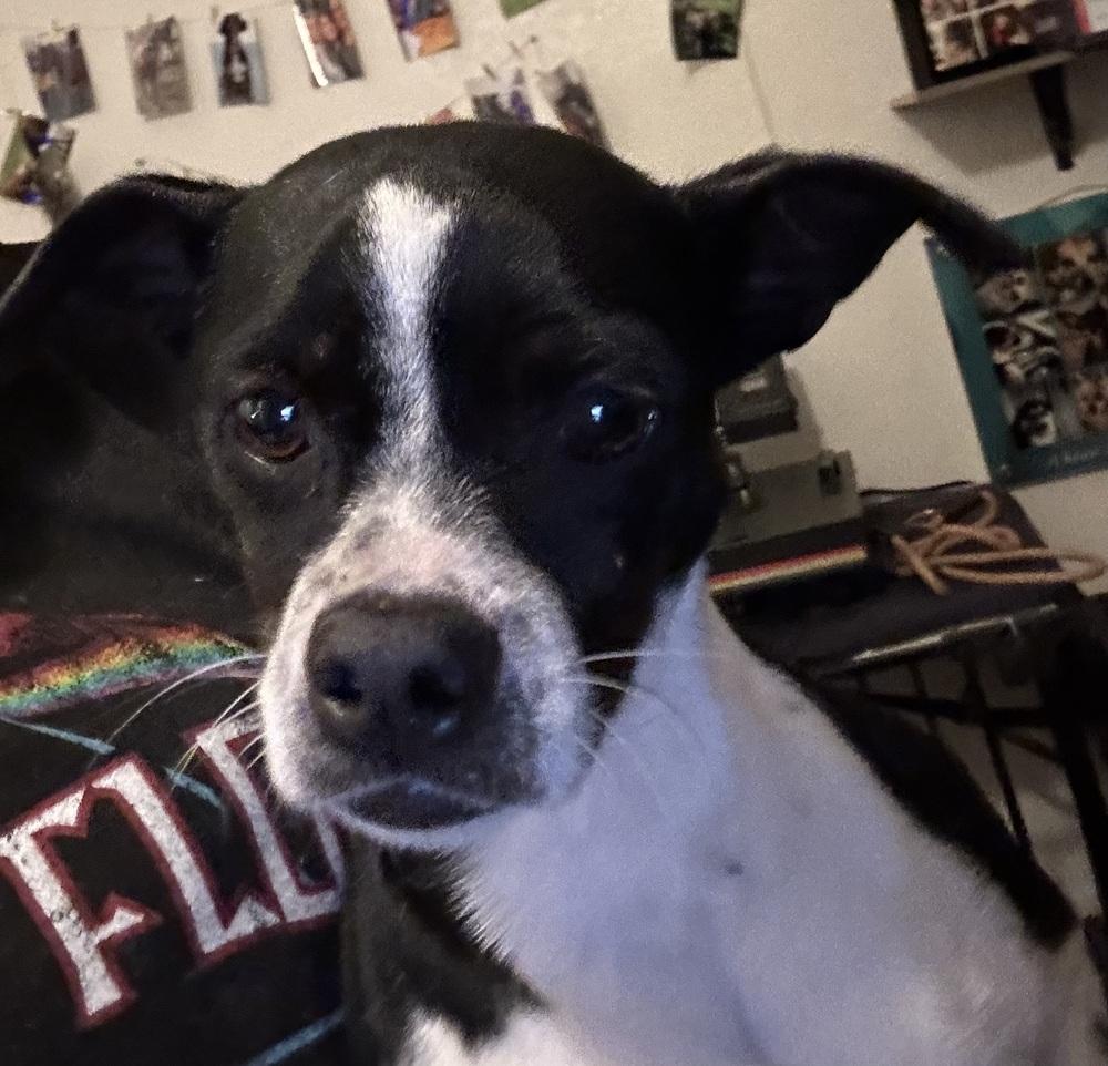 Dottie, a Adoptable mixed breed in Wildomar, CA image 2/2