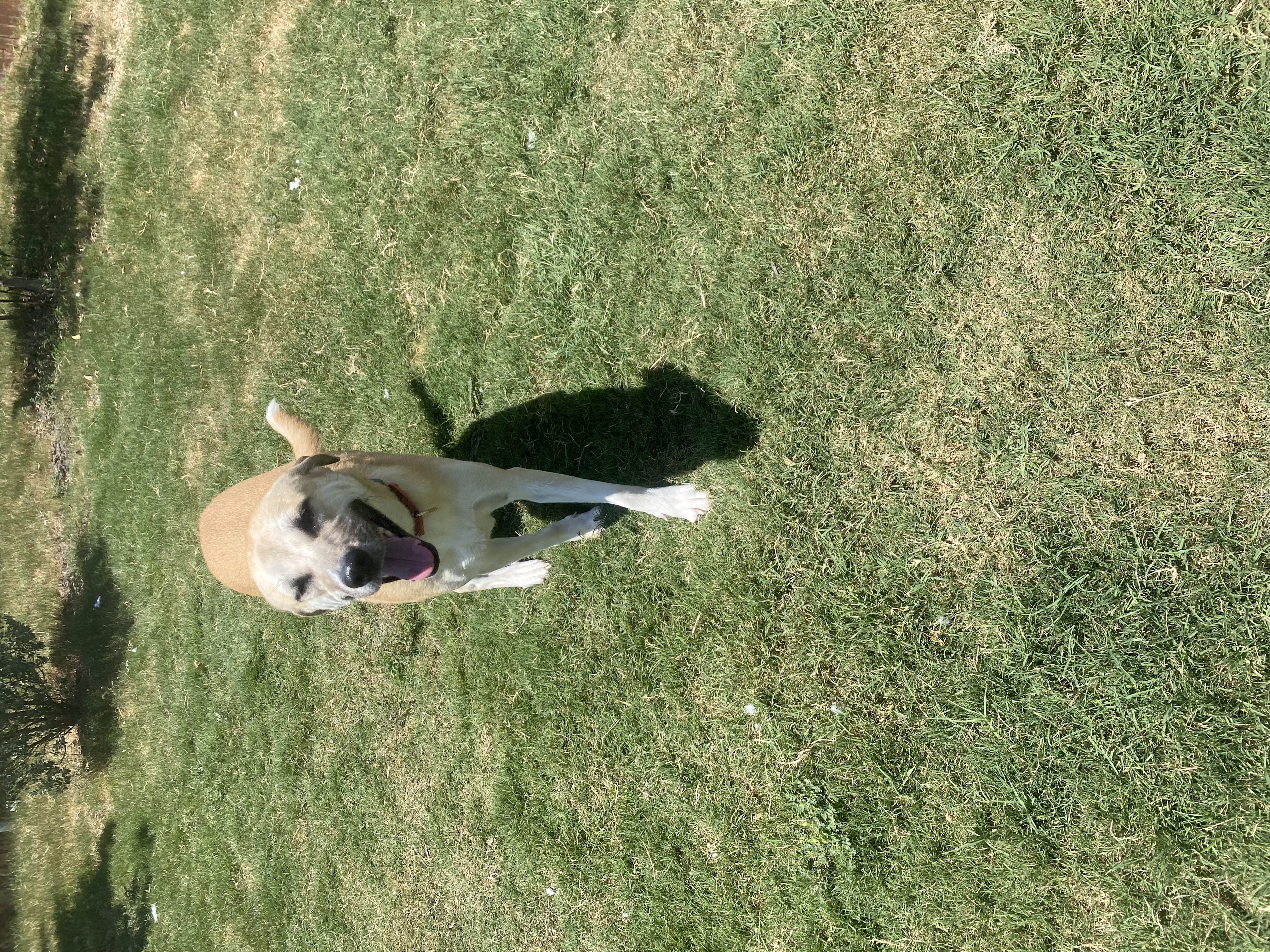 Ranger photo 4