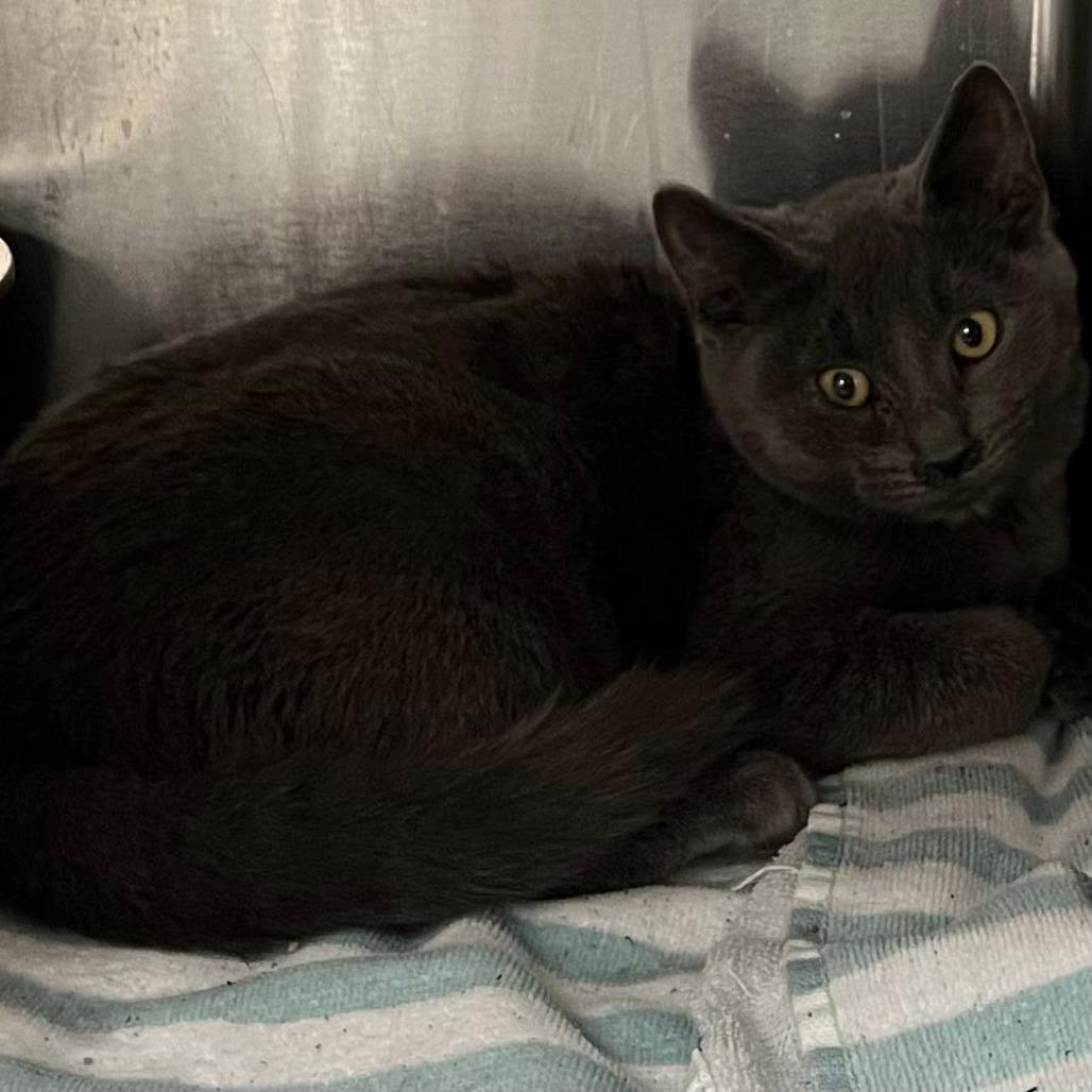 Juliet, Adoptable, Kitten Female Domestic Short Hair.