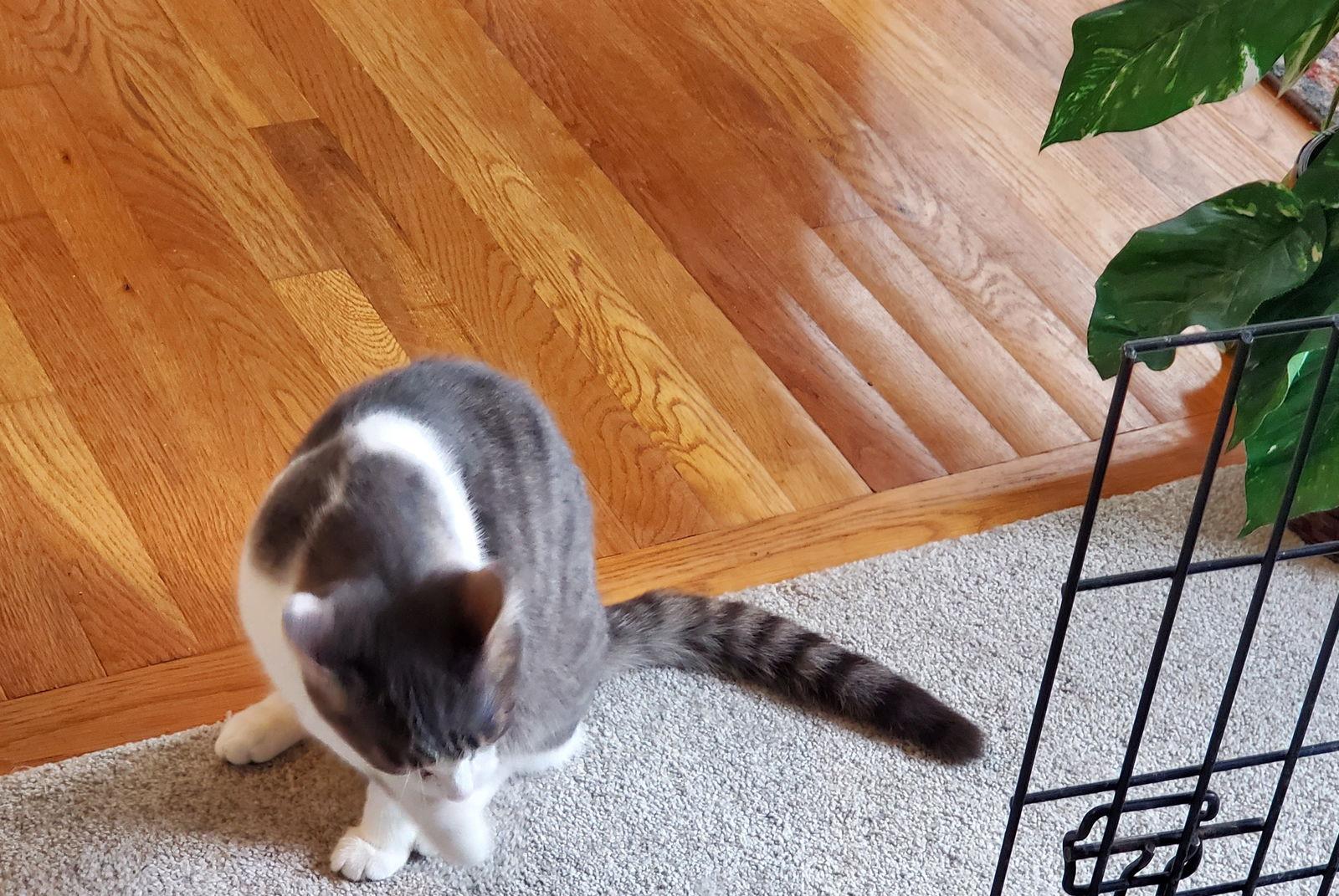 Comanche, Adoptable, Young Male Tabby & Domestic Short Hair.