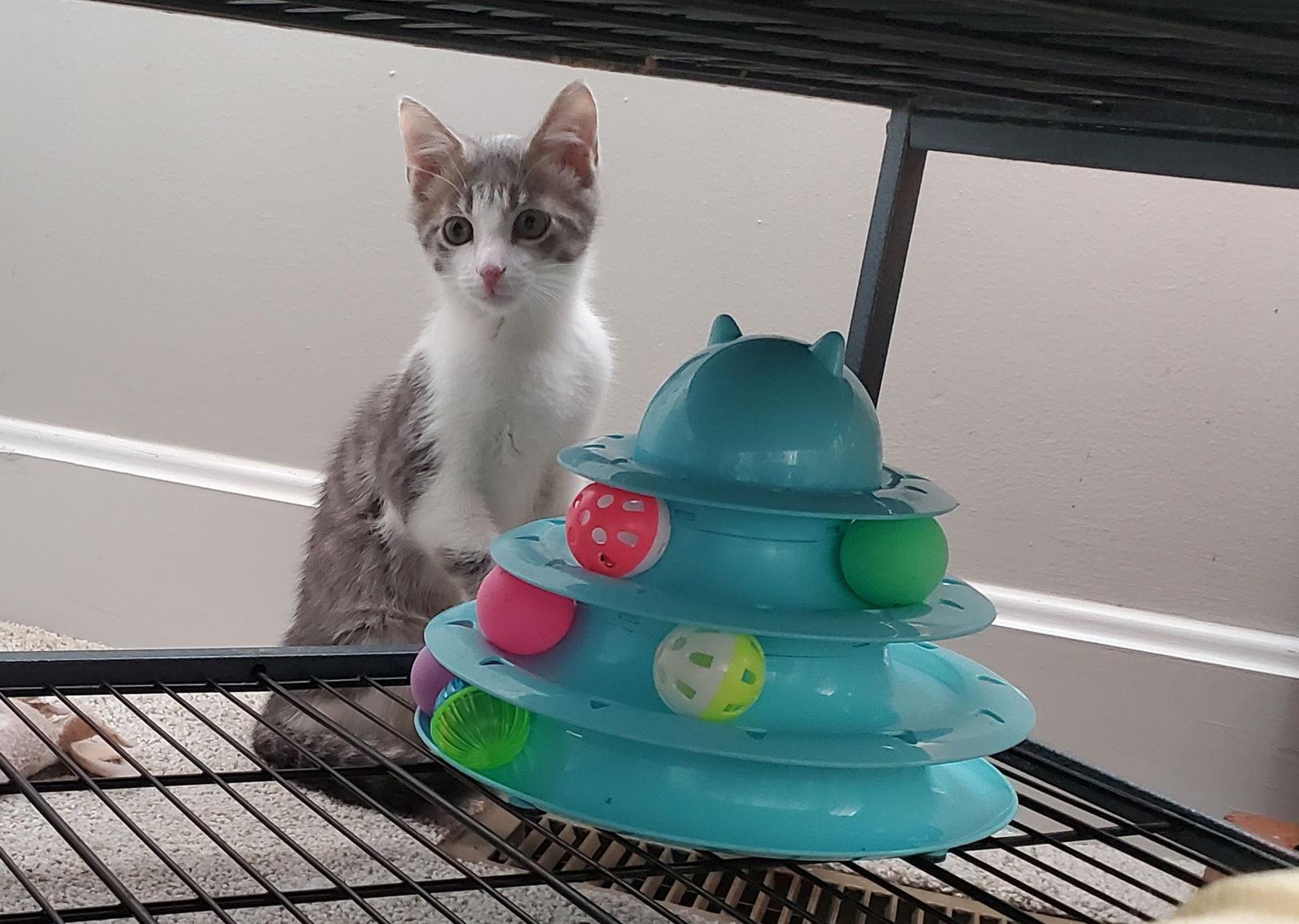 Enlarge Comanche, a Adoptable mixed breed in Cincinnati, OH image 2/2