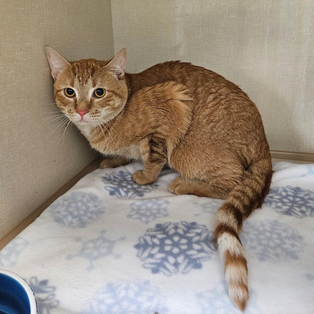 Enlarge Leonard, a Adoptable Domestic Short Hair in Conway, NH image 1/1