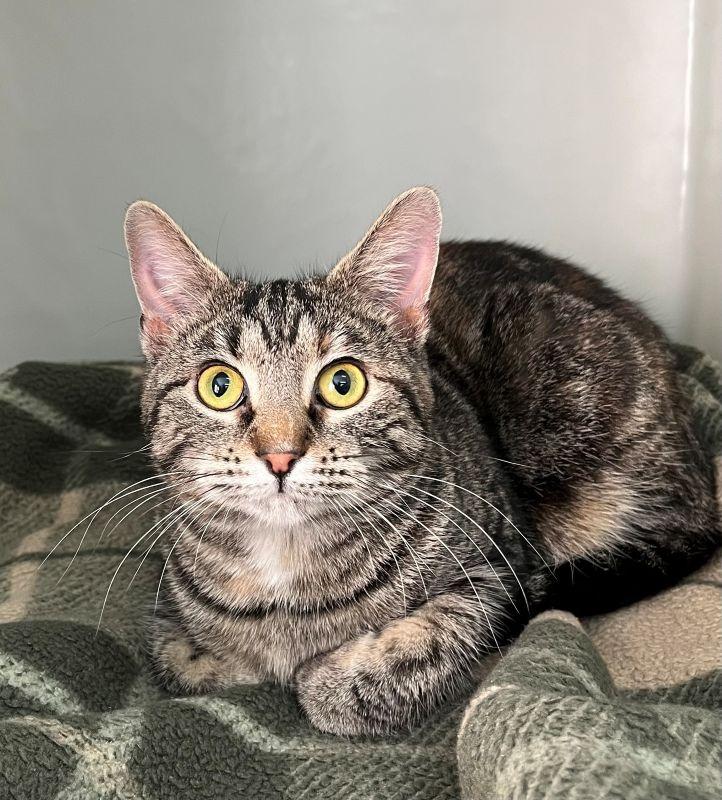 Sassy, Adoptable, Young Female Domestic Short Hair.