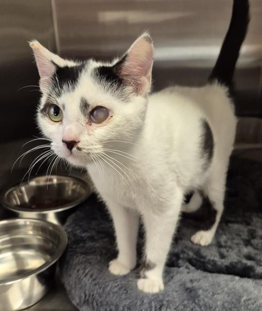 Enlarge WENDELL, a Adoptable Domestic Short Hair in Lodi, CA image 1/1