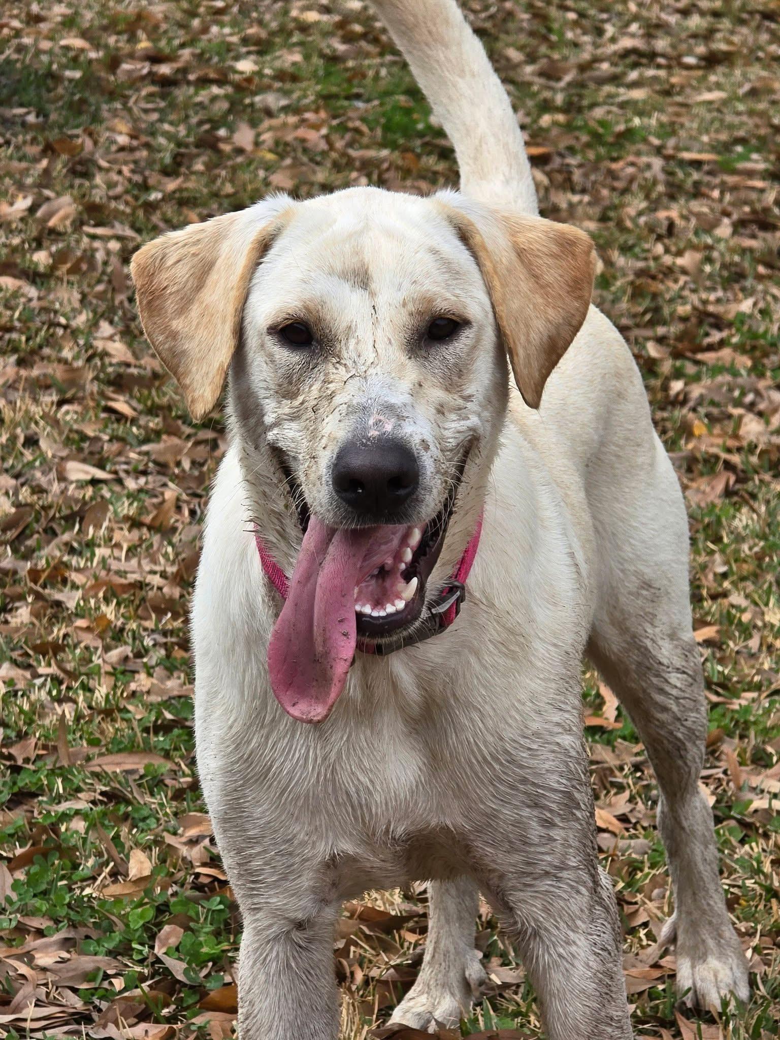 Maggie Mae, ADOPTABLE, Young Female Yellow Labrador Retriever.