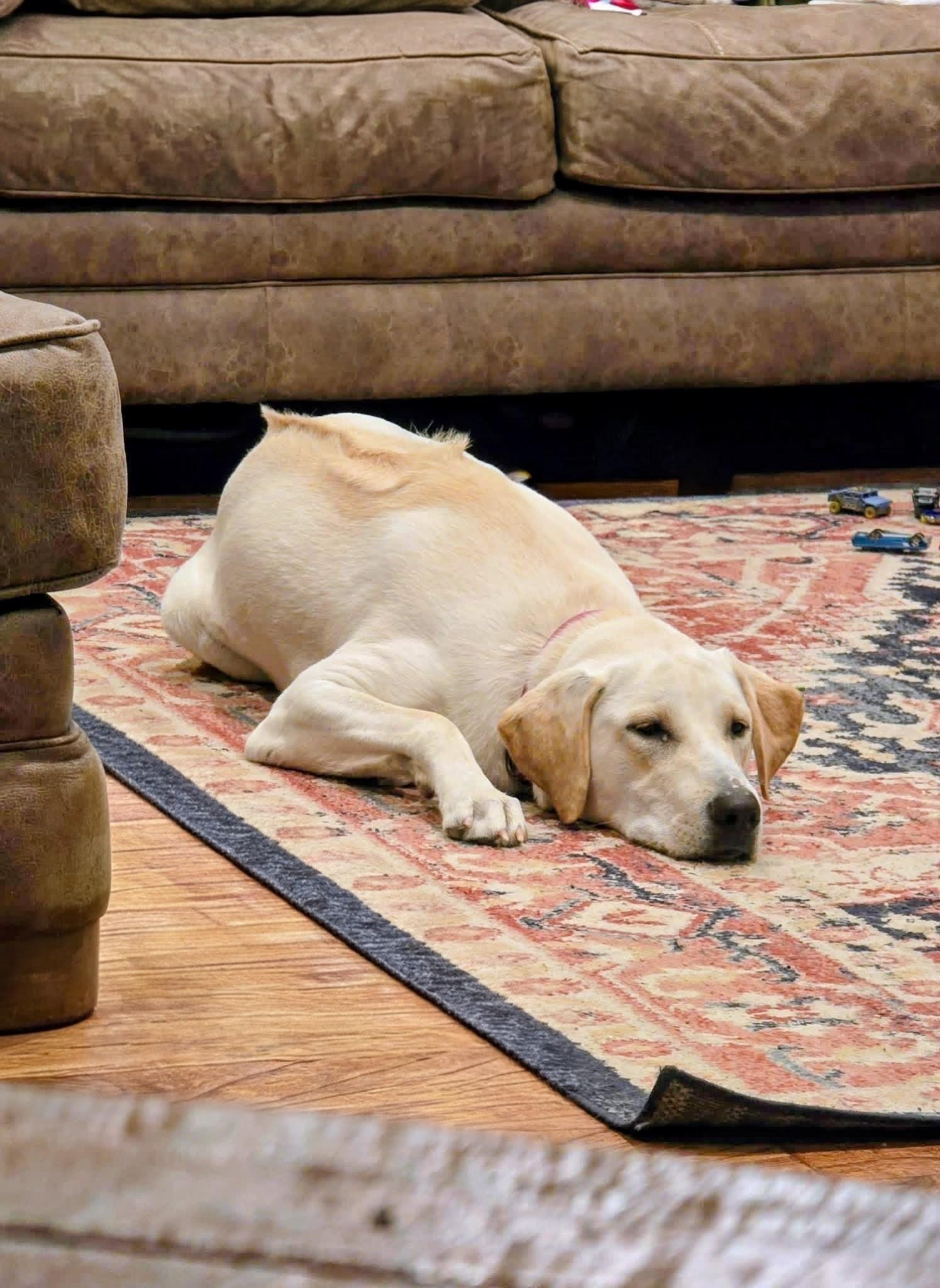 Enlarge Maggie Mae, a ADOPTABLE Yellow Labrador Retriever in Willington, CT image 6/6