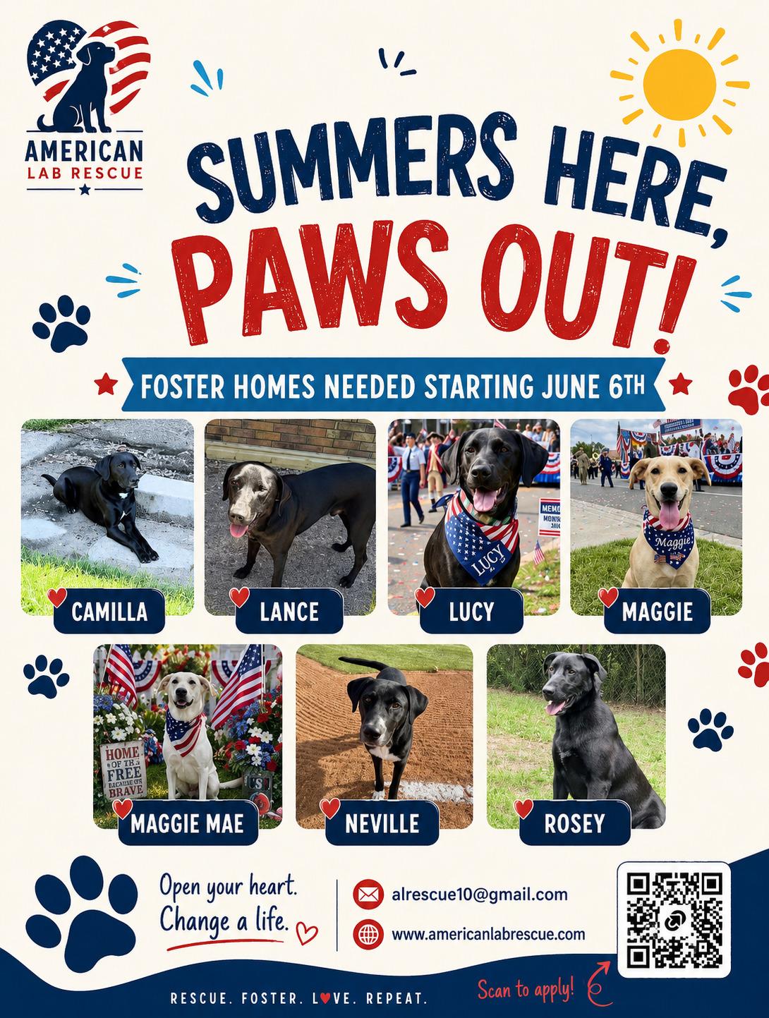 Maggie Mae - Foster Needed!, a ADOPTABLE Yellow Labrador Retriever in Willington, CT image 5/6
