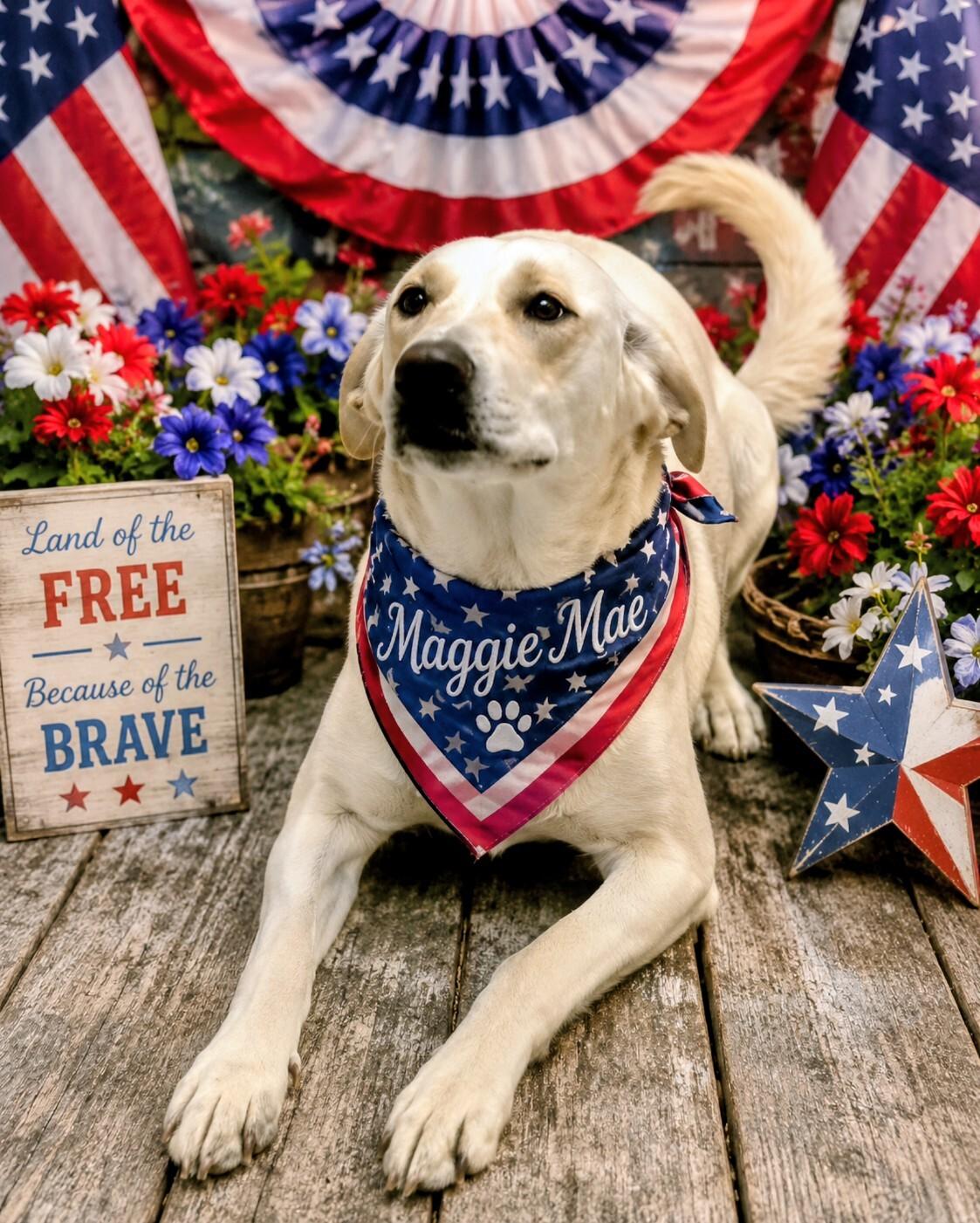 Maggie Mae - Foster Needed!, a ADOPTABLE Yellow Labrador Retriever in Willington, CT image 1/6
