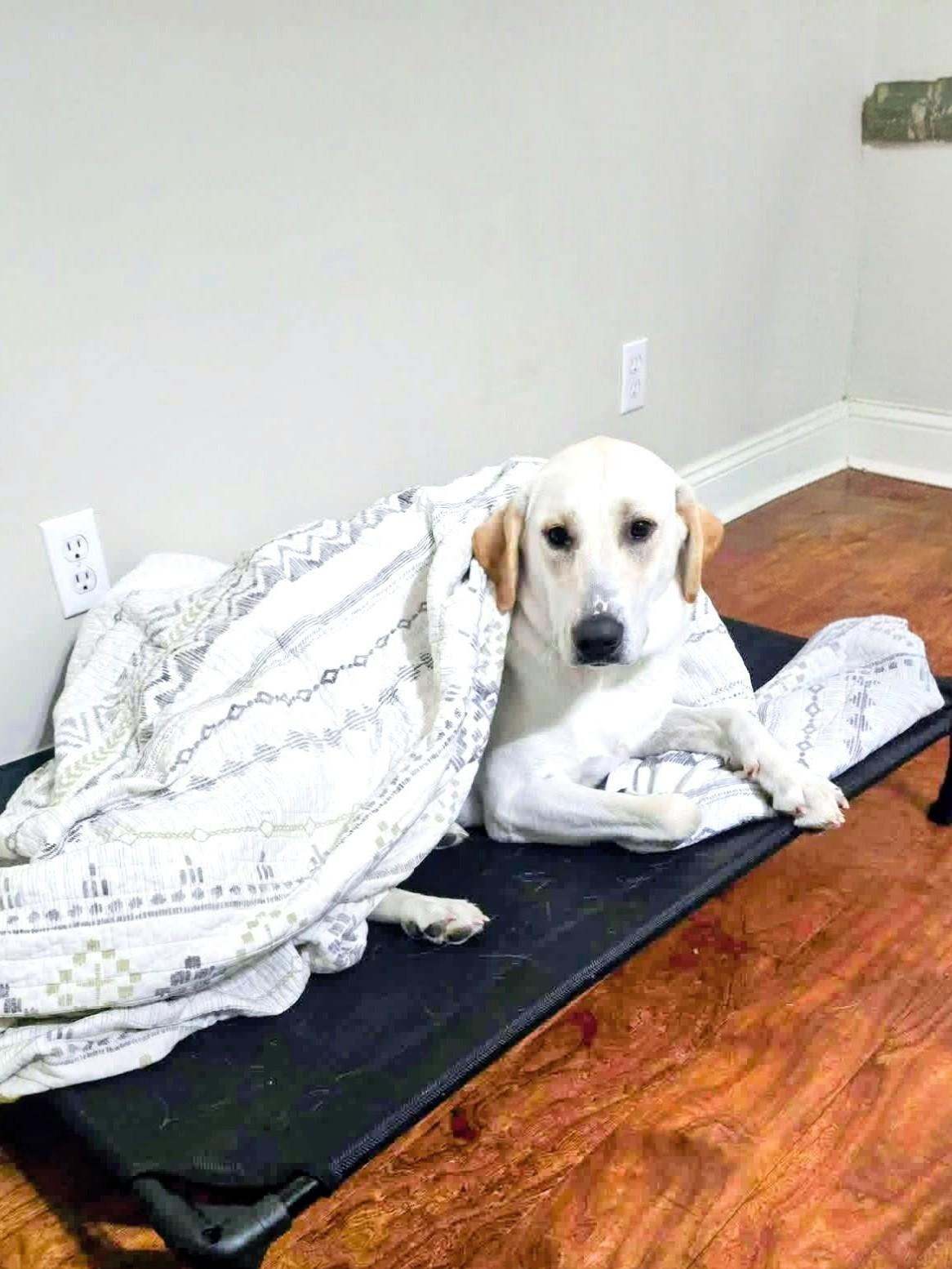 Enlarge Maggie Mae, a ADOPTABLE Yellow Labrador Retriever in Willington, CT image 5/6