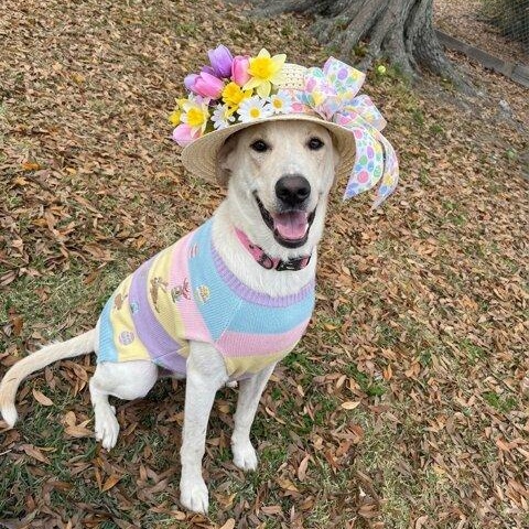 Maggie Mae, ADOPTABLE, Young Female Yellow Labrador Retriever.