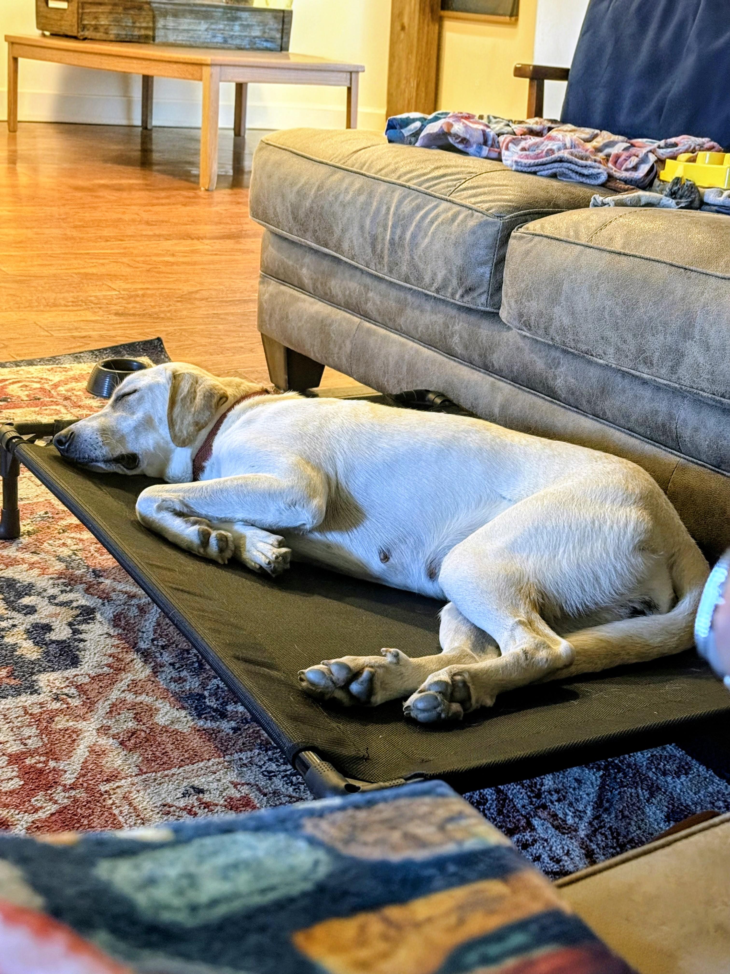 Enlarge Maggie Mae, a ADOPTABLE Yellow Labrador Retriever in Willington, CT image 5/6