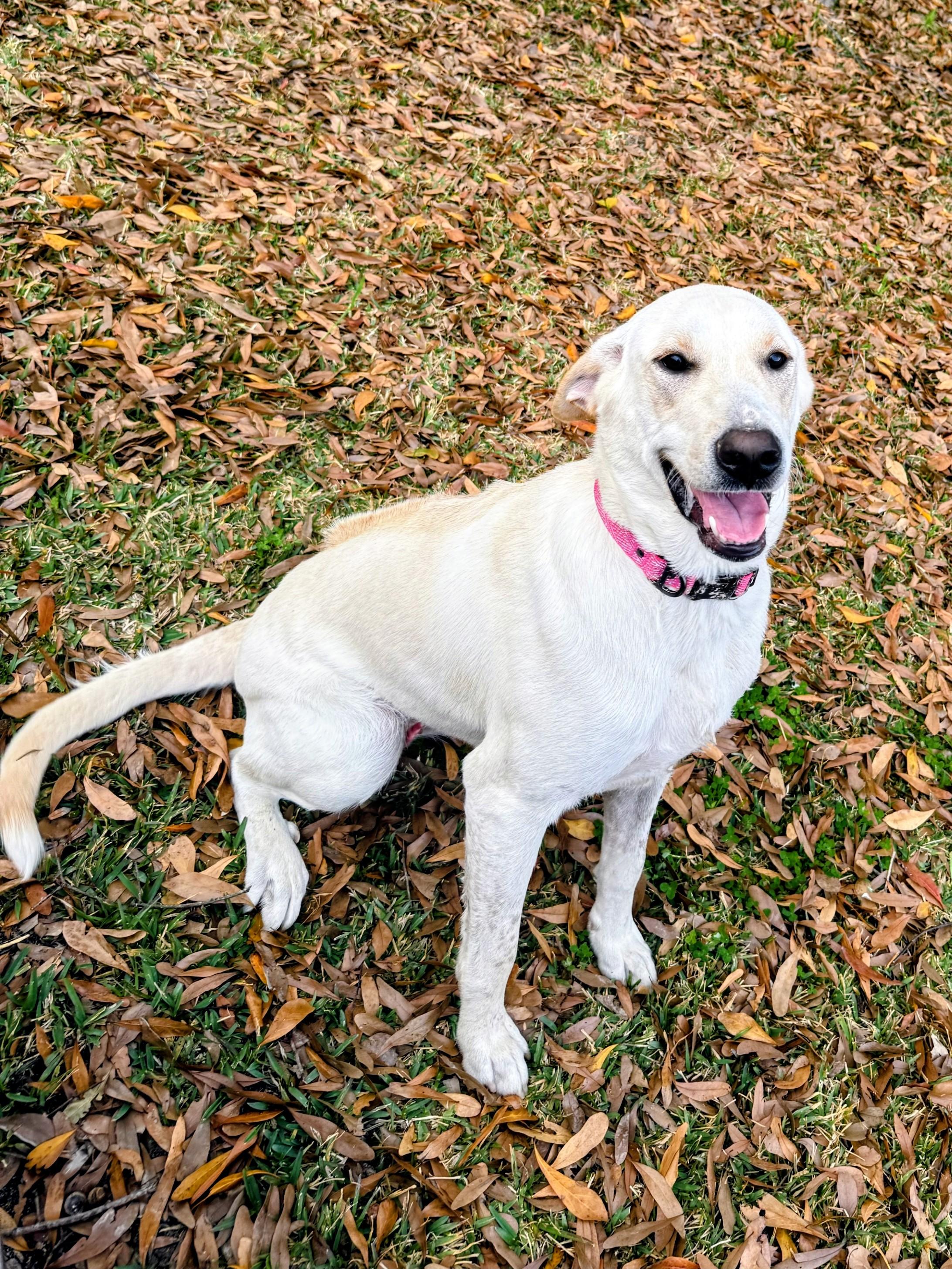 Enlarge Maggie Mae, a ADOPTABLE Yellow Labrador Retriever in Willington, CT image 3/6