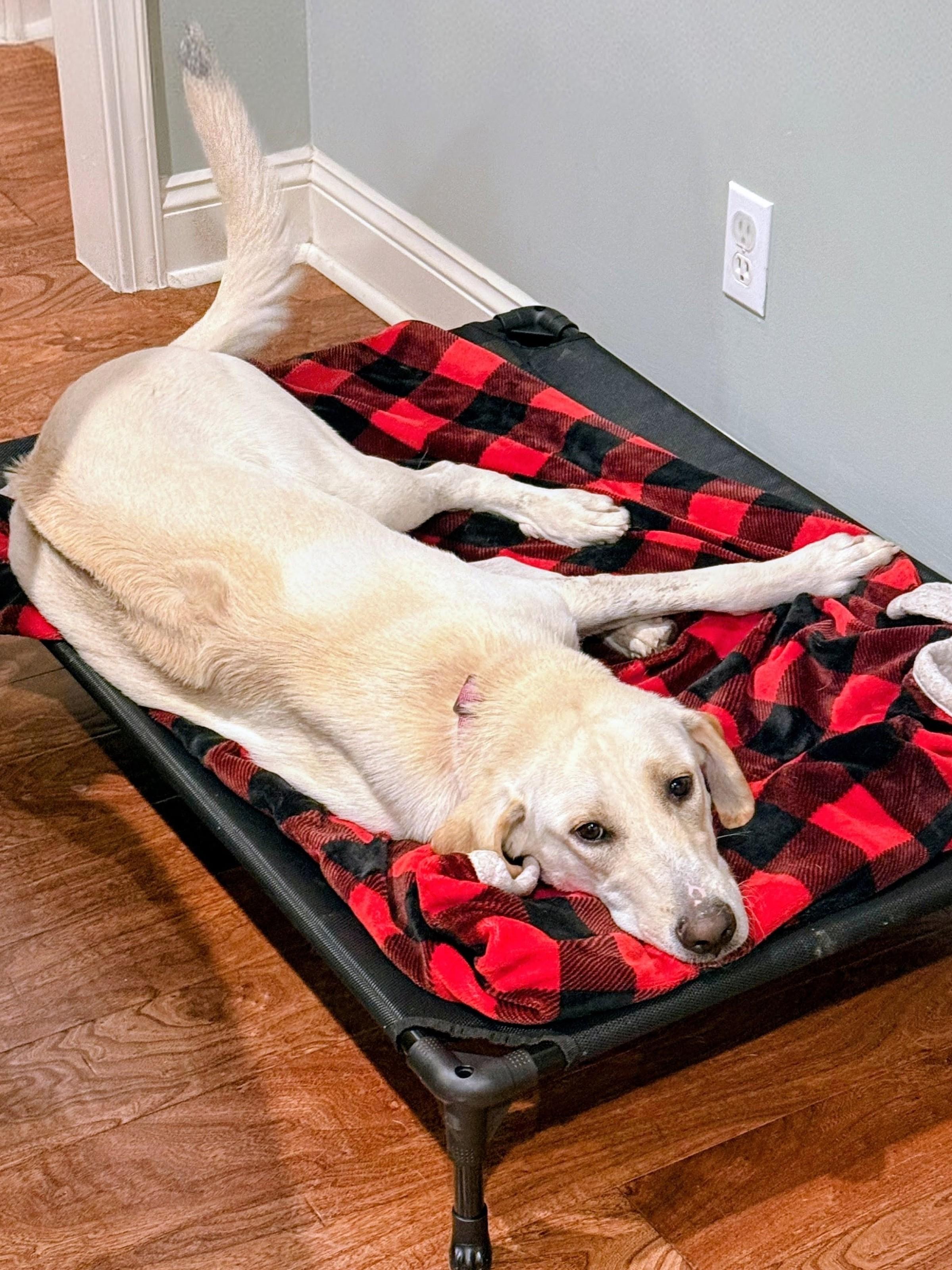 Enlarge Maggie Mae, a ADOPTABLE Yellow Labrador Retriever in Willington, CT image 4/6