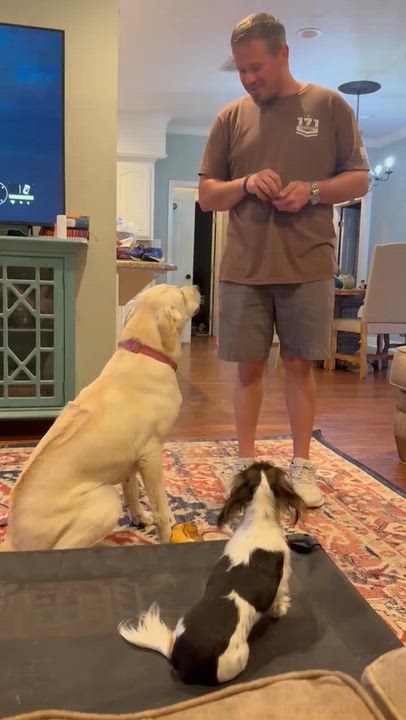 Enlarge Maggie Mae, a ADOPTABLE Yellow Labrador Retriever in Willington, CT video 6/6