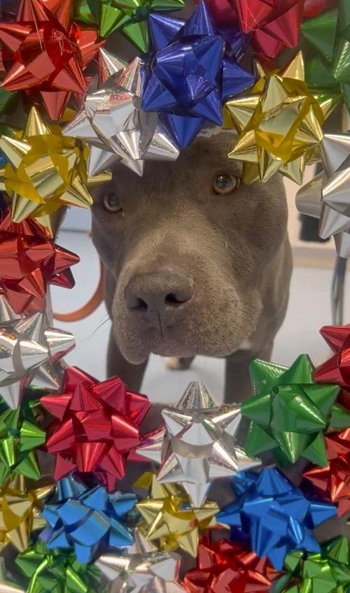 THANOS, ADOPTABLE, Adult Male Terrier.