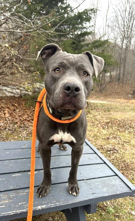 Enlarge THANOS, an adoptable Terrier in Pegram, TN image 4/6