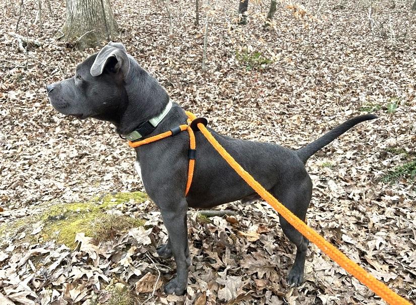Enlarge THANOS, an adoptable Terrier in Pegram, TN image 5/6