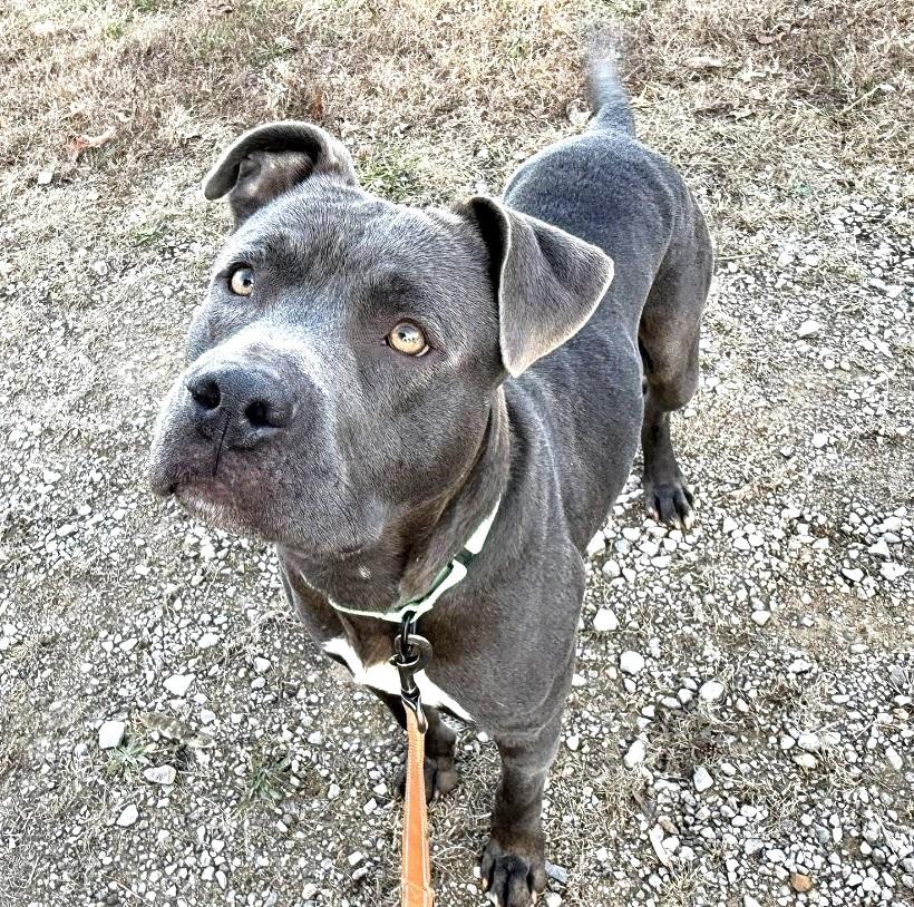 THANOS, a ADOPTABLE Terrier in Pegram, TN image 2/5