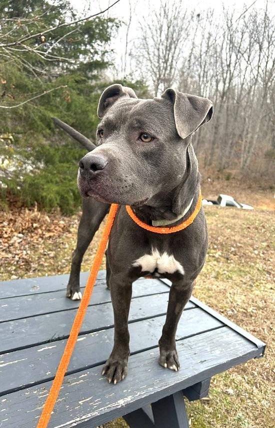 Enlarge THANOS, an adoptable Terrier in Pegram, TN image 6/6