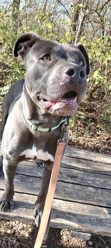 Enlarge THANOS, an adoptable Terrier in Pegram, TN image 3/6