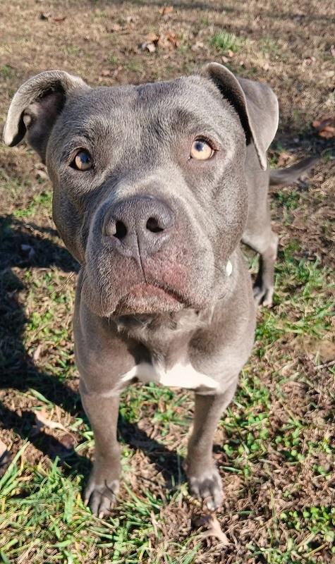 THANOS, a ADOPTABLE Terrier in Pegram, TN image 3/5