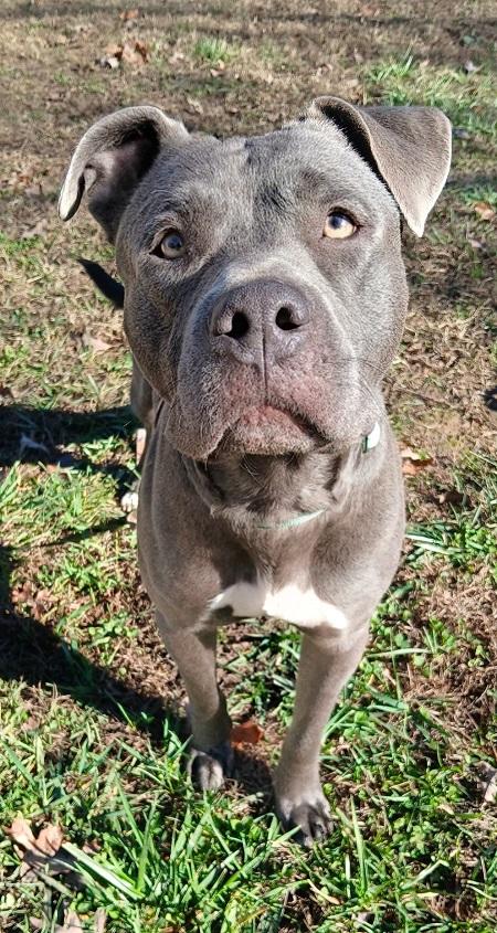 THANOS, a ADOPTABLE Terrier in Pegram, TN image 4/5